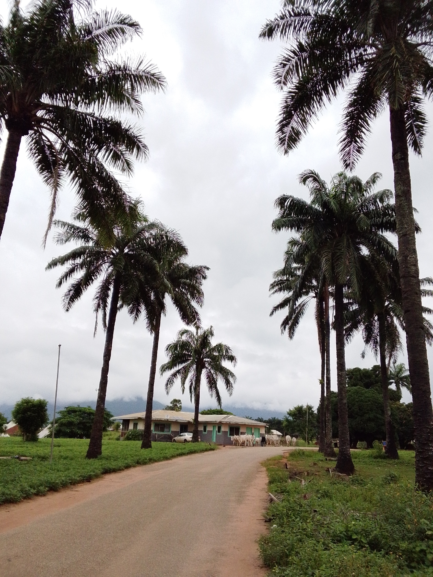 The image depicts a scene in Serti, Nigeria, characterized by a cloudy sky and lush vegetation. A paved road curves through the landscape, flanked by tall palm trees on both sides. In the background, a long, single-story building with a light-colored roof and mint-green trim is visible. A white car is parked in front of the building, and a herd of cattle, mostly white with some black individuals, are gathered near the road in front of the building. Some of the cattle are facing the building, while others are moving away. A single, thin metal pole stands to the left of the road. The environment appears to be rural or semi-rural, with dense greenery and a sense of natural landscape. The overall atmosphere is muted due to the overcast sky.
