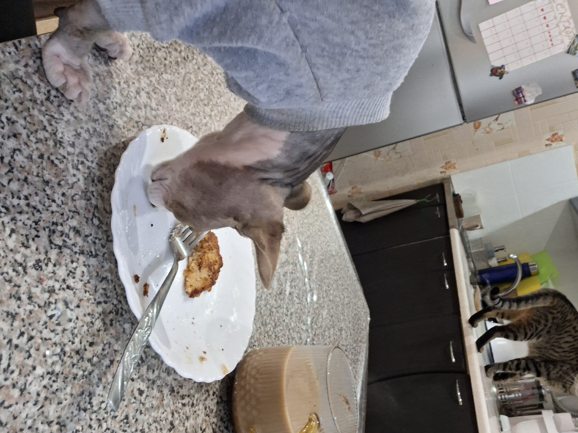 In a dimly lit kitchen, a hairless cat wearing a grey sweater is leaning over a white plate with a single piece of food and a fork. A glass of coffee with milk sits to the right of the plate. In the background, another cat with tabby markings stands on a countertop. The kitchen features dark cabinets and a tiled backsplash.