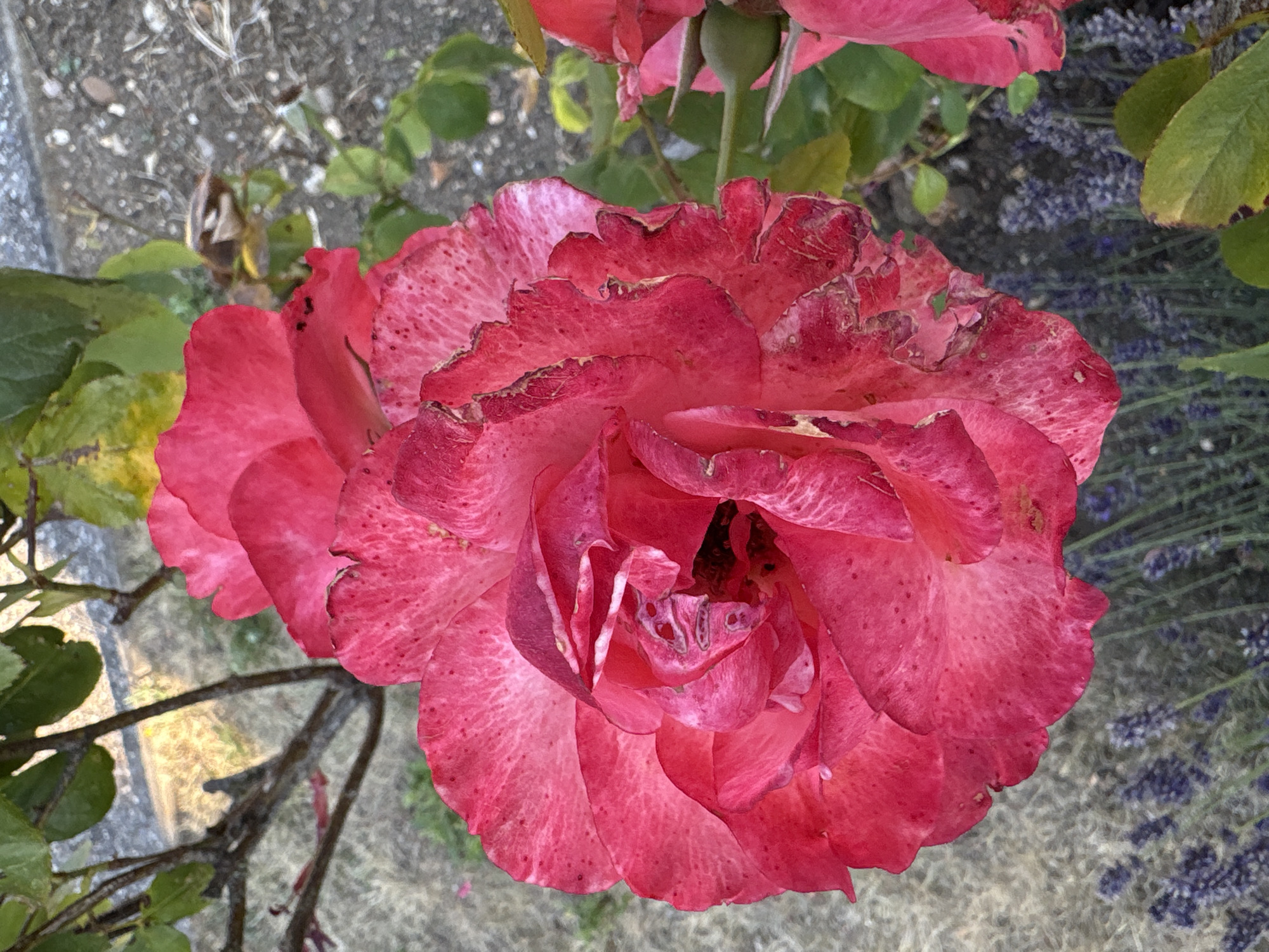 A close-up shot focuses on a vibrant pink rose in full bloom, its petals ruffled and speckled with darker red markings. The rose is positioned in the lower center of the frame, with a second, partially visible rose bud to its right. The background is a blurred mix of greenery, grey gravel, and dried foliage, with a hint of lavender plants in the lower left corner. The lighting suggests an outdoor setting during daylight hours, with a slightly overcast sky casting a soft glow. The scene appears to be in a garden, possibly in Chelmsford, United Kingdom, given the context of the request, though no specific landmarks are identifiable.