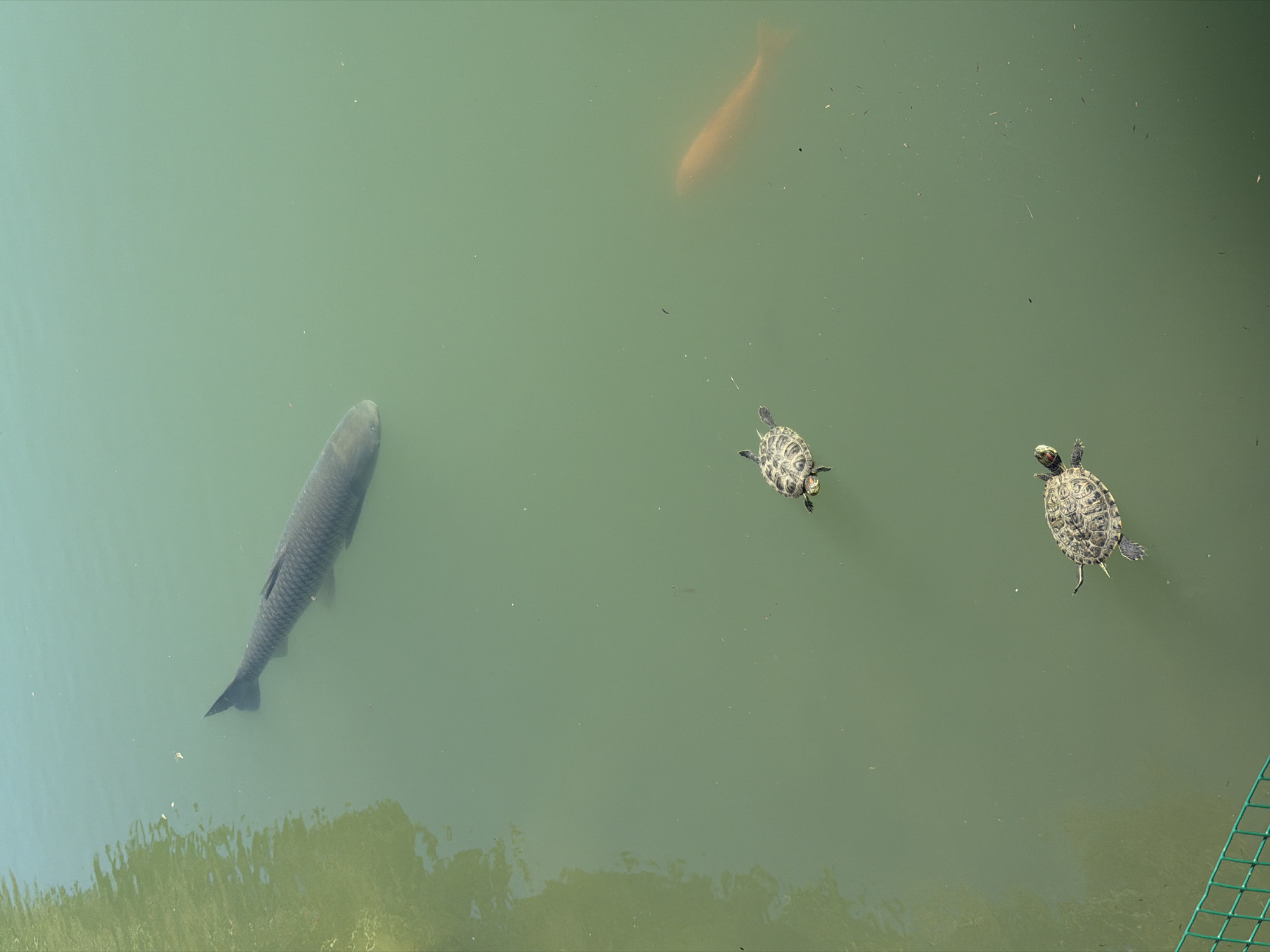 A high-angle, medium shot captures a tranquil scene in a pond located in the city of Sirius, Russia. The pond's water is a murky, greenish hue, with sunlight casting dappled reflections on its surface. In the upper portion of the frame, a large, dark-scaled fish swims horizontally, its body elongated and its dorsal fin erect. Below and to the right of the large fish, two small turtles are visible, their patterned shells distinct against the water. The turtles appear to be swimming in the same general direction. To the far right of the frame, a second, larger fish with a reddish-orange hue is partially visible, appearing submerged. The foreground of the image features the edge of a green metal fence, suggesting this pond may be part of a park or enclosed area. The overall atmosphere is one of natural calm and serenity.