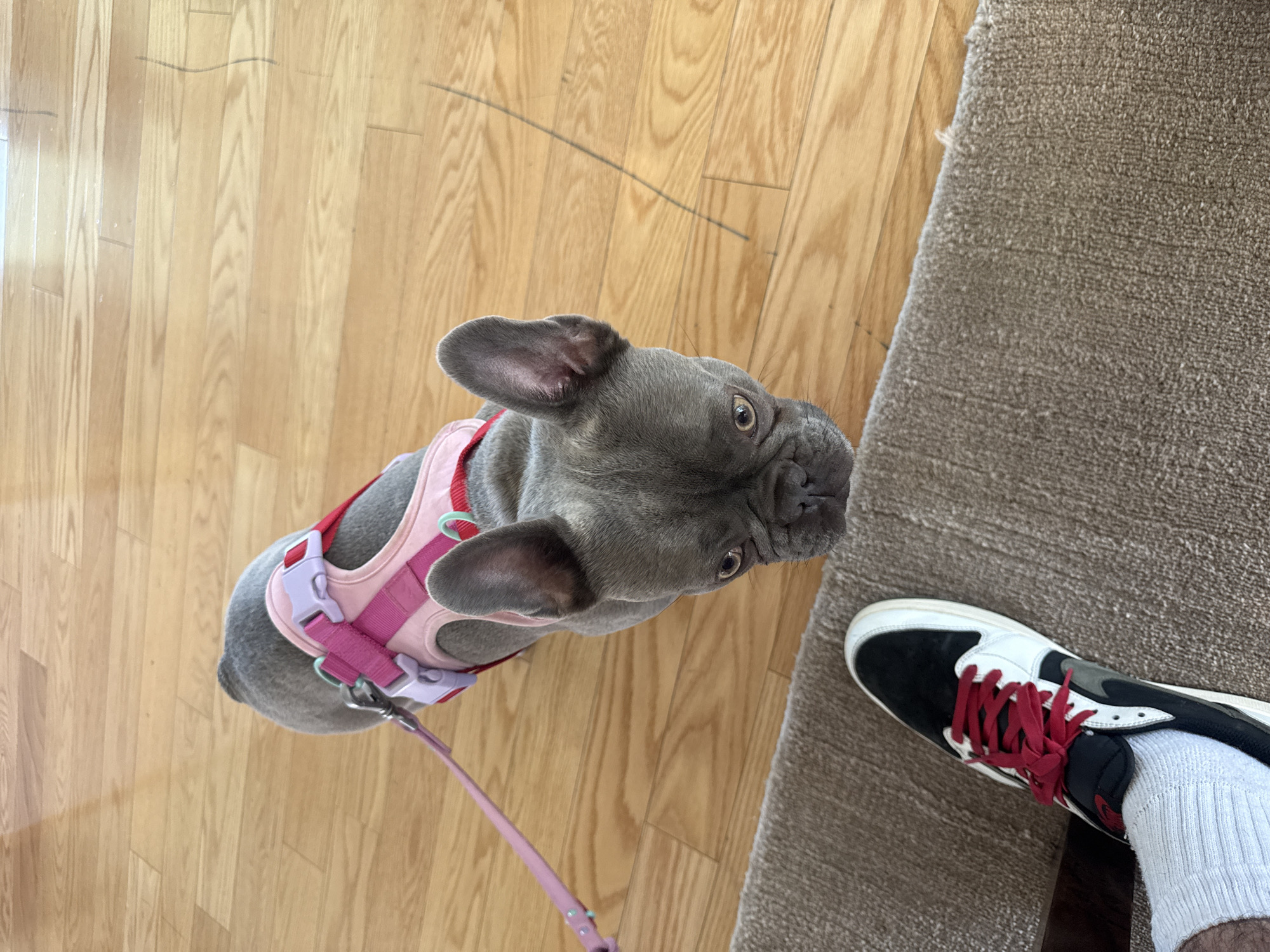 A medium-shot image shows a gray French Bulldog with a pink harness on a leash, next to a person wearing a black and white sneaker with red laces and white socks. The dog stands on light wood flooring. To the right of the dog and the person's foot is a carpet. The location is likely indoors, possibly a home in West Hollywood, United States of America.