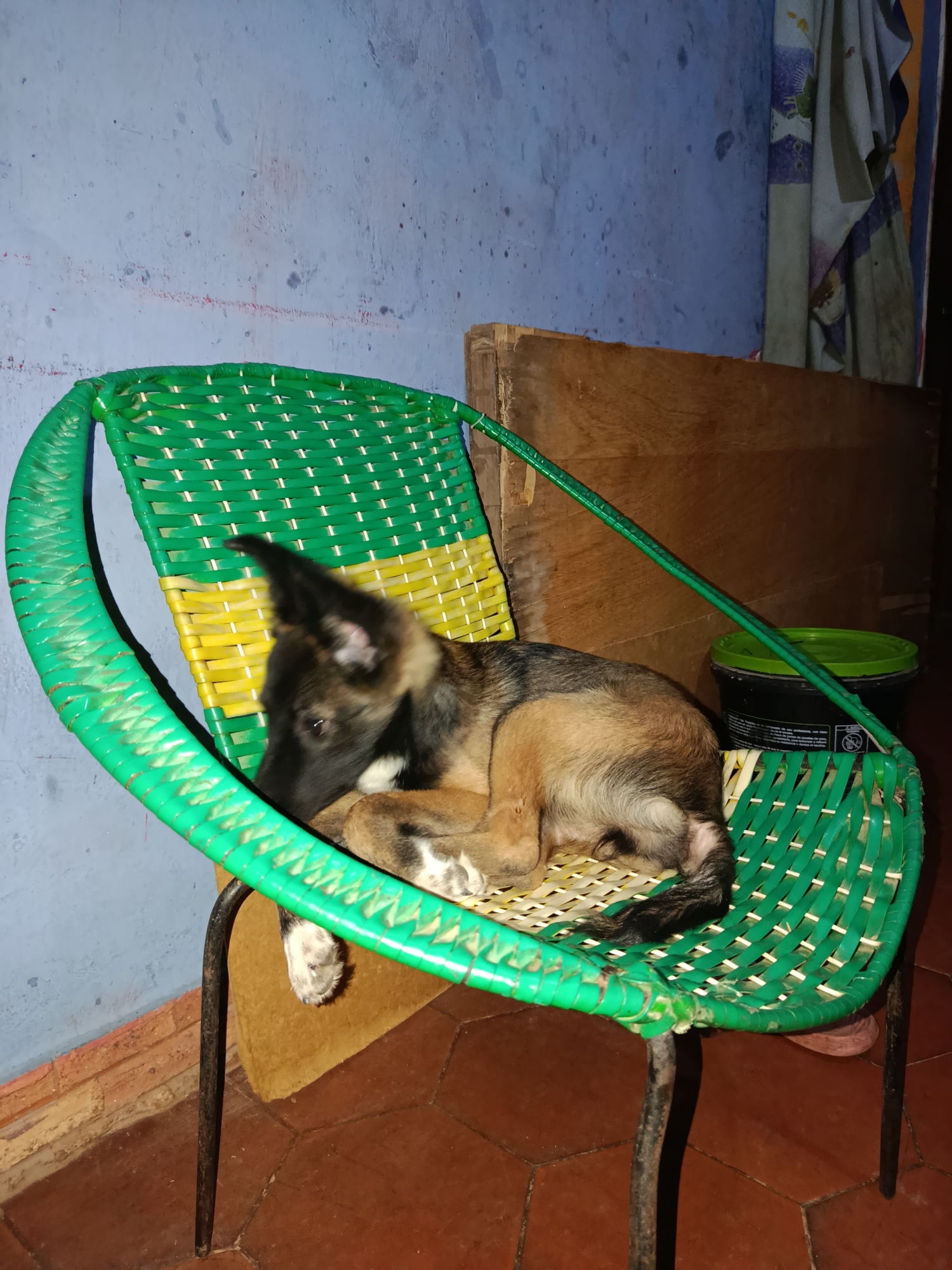 A young dog is curled up on a green and yellow woven chair, resting. The chair has a thin metal frame. Behind the chair, a blue wall with some paint scuffs is visible. To the right of the chair is a wooden surface, and further to the right, a black bucket with a green lid. The floor is tiled in a reddish-brown color. The scene appears to be indoors, likely within a residential setting in Juan Griego, Venezuela, given the context.