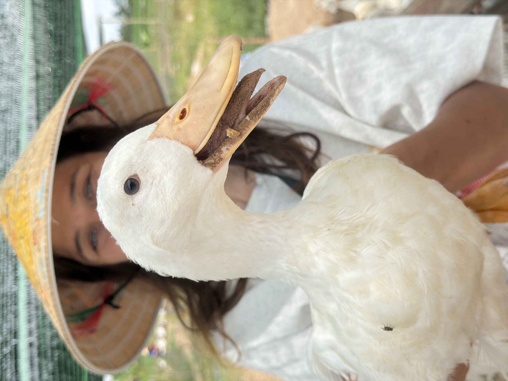 A person wearing a conical hat is holding a white duck in front of them. The person's face is partially obscured by the duck and the hat. The duck's beak is open, revealing its mouth. The background appears to be an outdoor environment with greenery. The image has a slightly soft focus. The overall scene is casual and appears to be taken during the daytime. The person's clothing is a white t-shirt. The hat is a traditional Asian conical hat, yellow on top with decorative elements on the brim. The duck's feathers are white and fluffy. The environment suggests a rural or agricultural setting.
