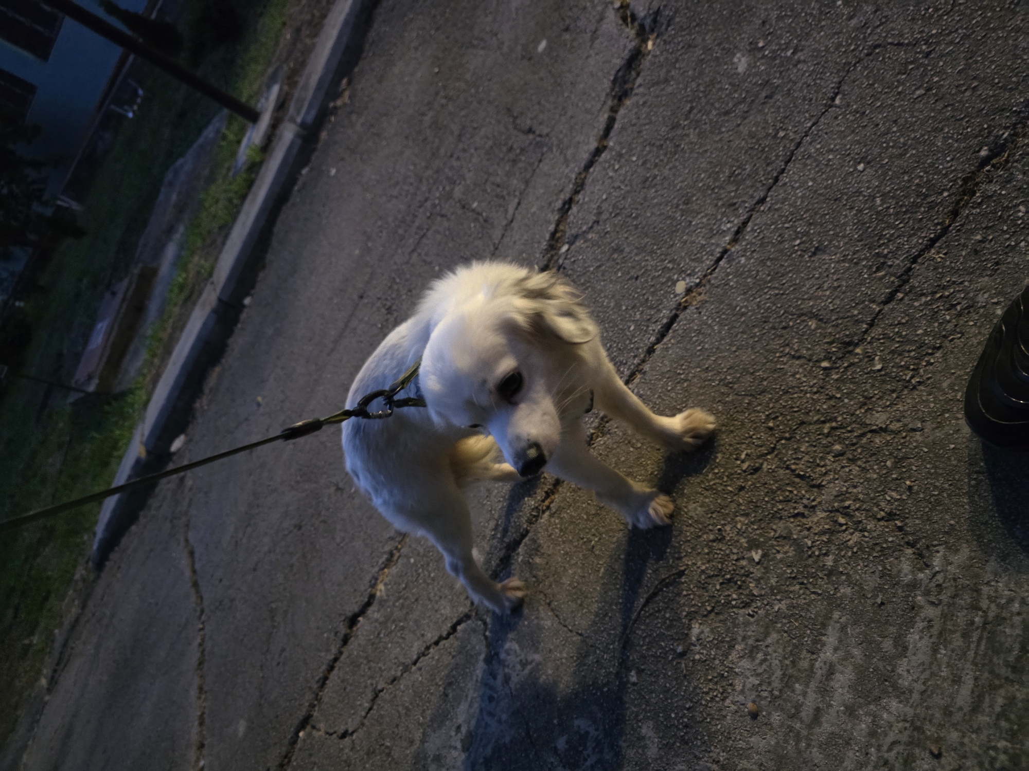 A medium-shot, high-angle, Dutch tilt photograph shows a small, white dog on a cracked asphalt path. The dog is wearing a dark collar and is attached to a thin leash that extends out of the frame to the left. The dog is looking down and slightly to the right, with its body hunched as if it's about to move or is being held back. Its ears are perked forward. The lighting suggests it is nighttime or very early morning, with artificial light casting shadows. To the left of the path is a grassy area bordered by a concrete curb, and in the background, a dark structure with some visible windows can be seen. The overall setting appears to be an urban or suburban environment, possibly a park or a street. There is no visible text in the image.