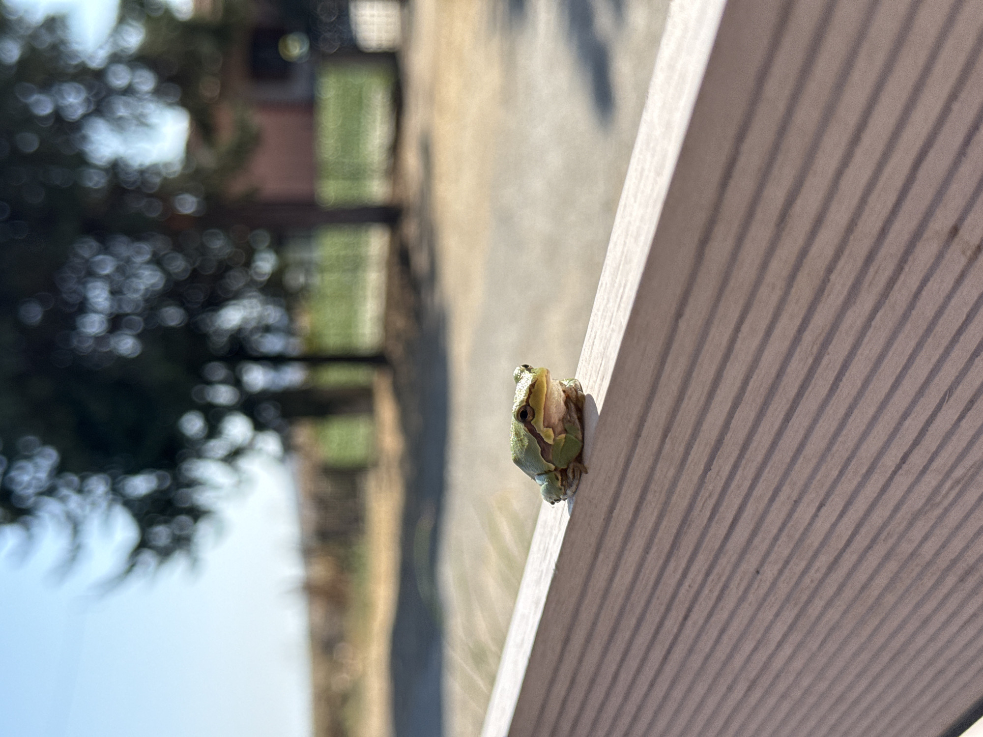 A small, green frog is perched on a light-colored wooden surface, which has a ribbed texture and casts a shadow. The frog is facing to the right and appears to be looking forward. The background is out of focus, with trees and a building visible. The scene is outdoors, under a clear blue sky. The location is specified as Imeros, Greece, but no specific landmarks or urban features are identifiable in the image.