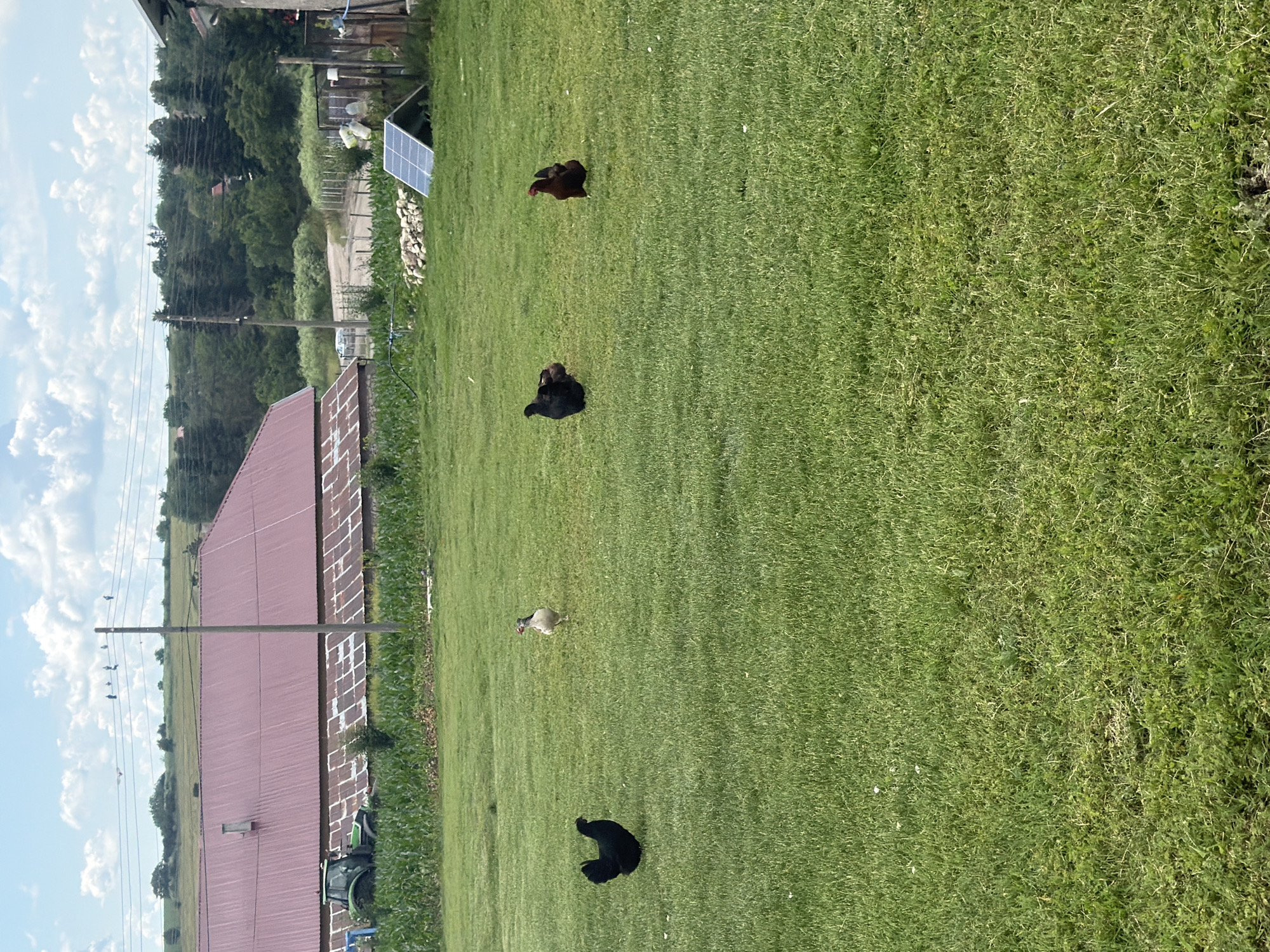A pastoral scene depicts a rural area with a focus on a large, red-roofed barn in the background. In the foreground, a grassy field is populated by four chickens: one black chicken is on the left, a light-colored chicken is in the middle-left, another black chicken is in the middle-right, and a reddish-brown chicken is on the far right. The barn appears to be constructed of corrugated metal and has a long, low profile. Adjacent to the barn, a green tractor is parked, and a field of corn is visible. Further into the background, rolling hills covered in trees create a natural backdrop. The sky is partly cloudy with white cumulus clouds. A solar panel is visible in the middle ground to the right, angled towards the sun. The overall impression is one of a working farm on a sunny day. This scene is located in the village of Chervena Voda, Bulgaria.
