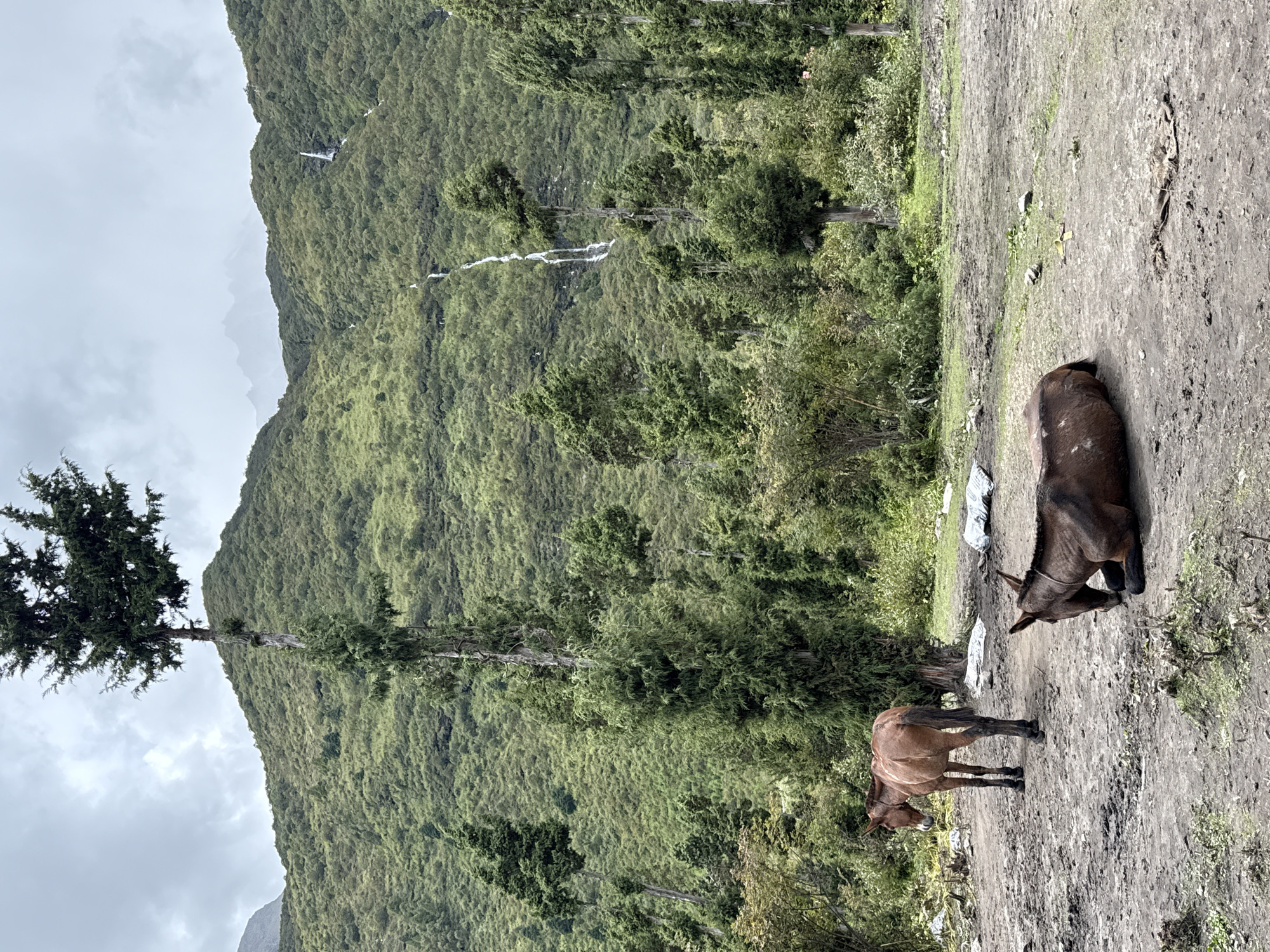 Two equines, one standing and one lying down, are present in a muddy, open area. The standing equine, a chestnut color, faces left. The lying equine, dark brown, rests its head on the ground, facing right. In the background, a dense forest of various trees covers a lush green mountainside, with several thin waterfalls cascading down its slopes. The sky is overcast, with a hint of mountains in the far distance. The scene appears to be in a rural, mountainous region, likely Samagaon, Nepal, given the landscape.