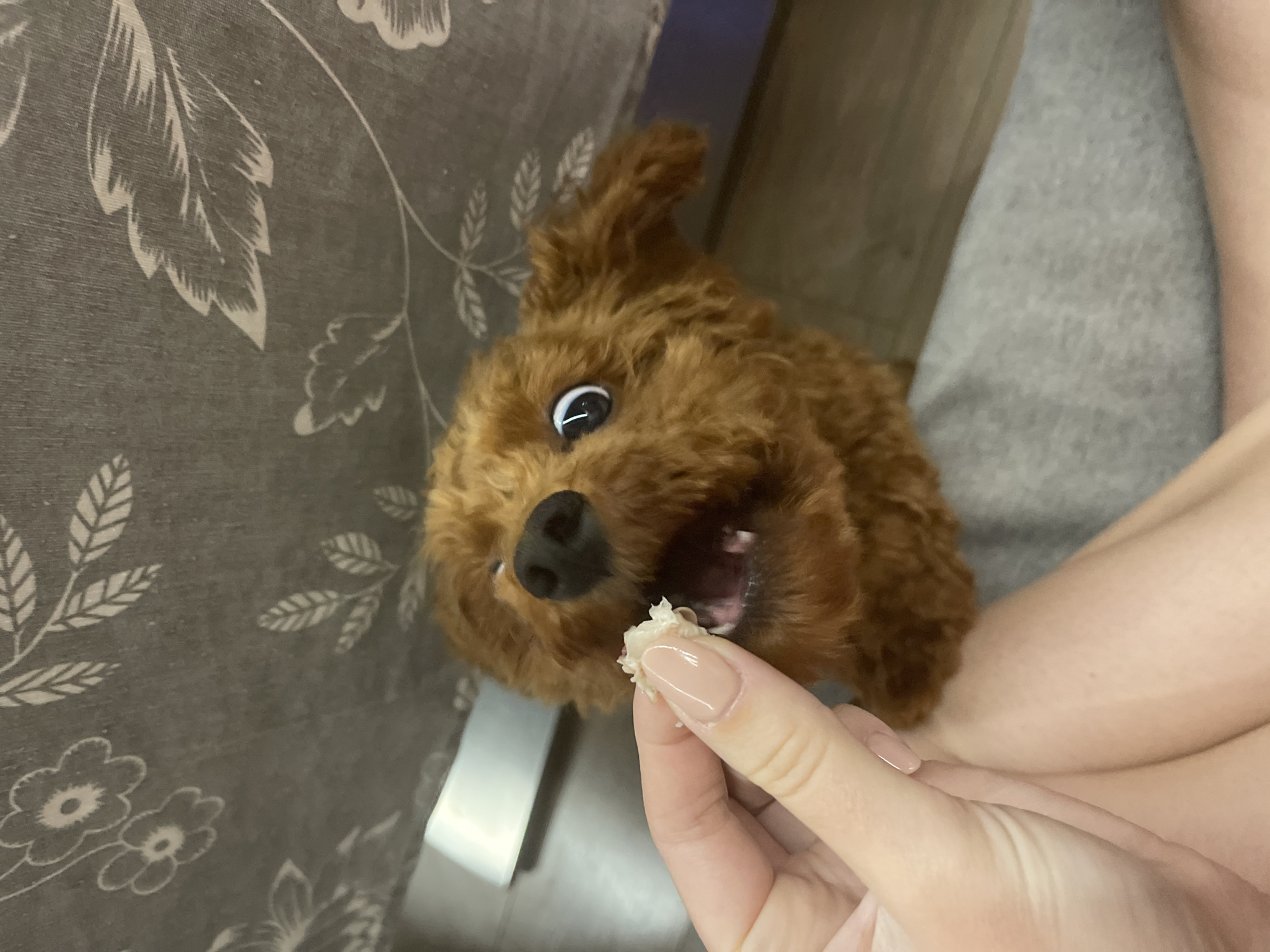 A brown poodle-type dog is eagerly anticipating a treat held by a hand with manicured nails. The dog is positioned to the lower right of a patterned gray and white tablecloth, partially obscured. The setting is ambiguous and there is no information to determine the location of Sofia, Bulgaria from this image.
