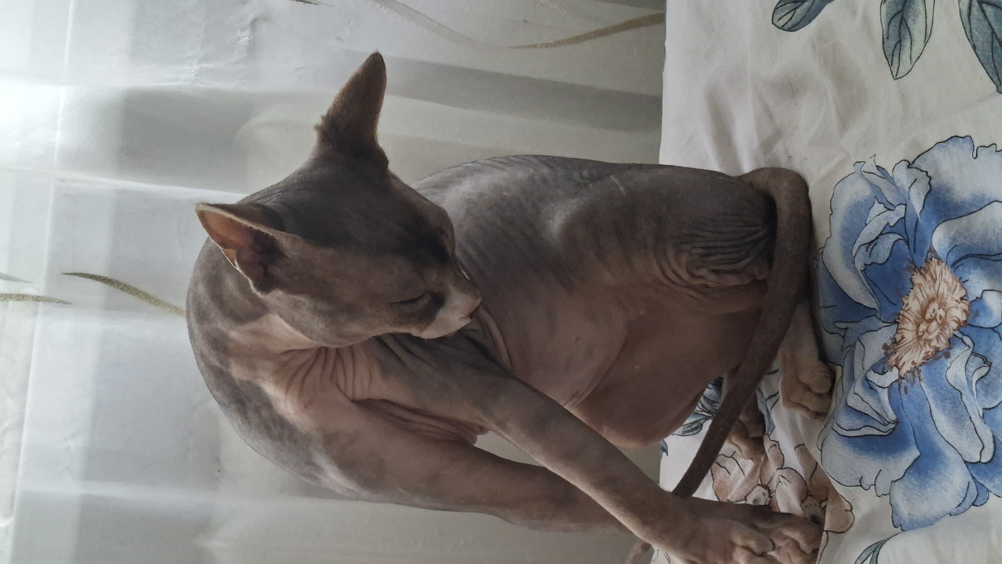 A hairless cat is grooming itself on a patterned surface. The cat is light brown and pinkish in color, with wrinkled skin. Its head is tucked towards its body as it licks its leg. The surface the cat is on is covered with a floral pattern featuring large blue flowers. In the background, sheer white curtains are visible. The scene appears to be indoors.