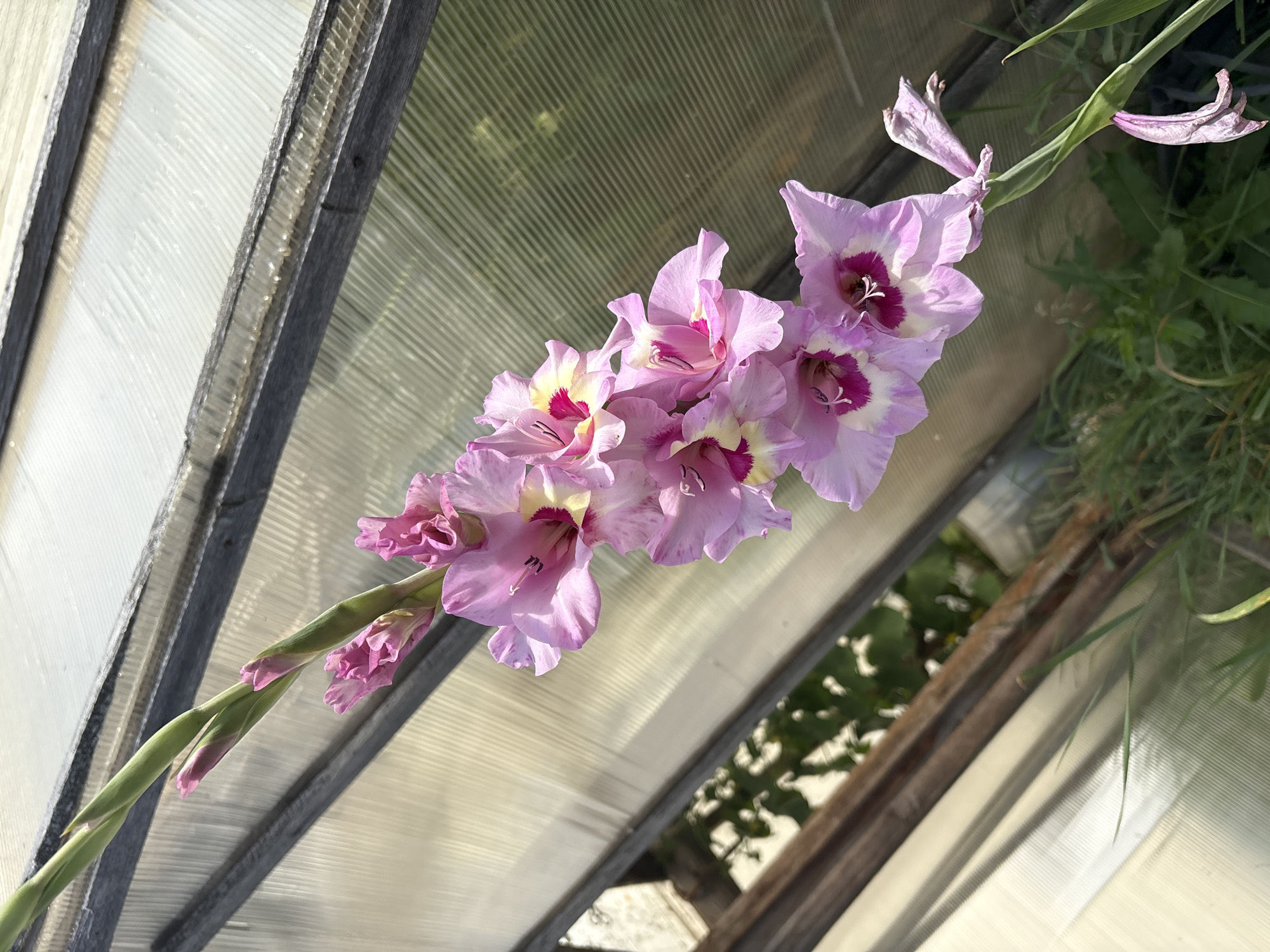 A cluster of pink gladiolus flowers is in bloom against a backdrop of a greenhouse with ribbed translucent plastic panels and weathered wooden supports. The flowers are arranged vertically along a stem, with some fully open and others still in bud. The petals are a soft pink with darker magenta centers and pale yellow markings. The foreground shows green grass and foliage. The overall scene suggests an outdoor setting within a garden or agricultural structure. The image was taken in the village of Bolshelug, Russia.