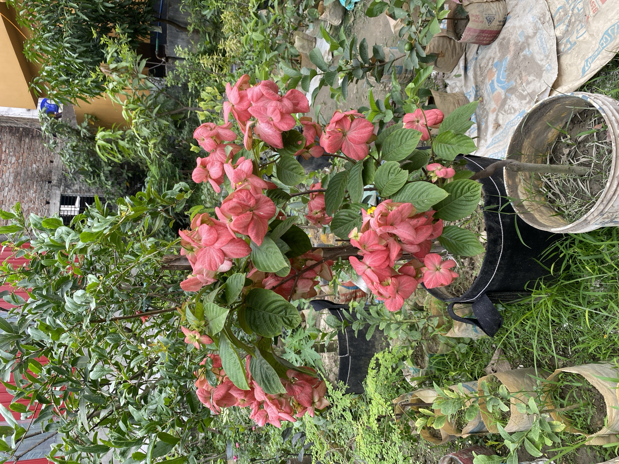The image shows a lush garden setting, potentially in Dhaka, Bangladesh, suggested by the prevalent plant life and context. The focal point is a flowering plant, possibly a Mussaenda erythrophylla (Ashanti Blood), displaying vibrant pink bracts and green leaves, situated in a black grow bag. The plant is surrounded by various other potted plants, some in white plastic pots and others in biodegradable bags. In the background, there are sacks of what appears to be construction material or soil. The environment suggests an urban or suburban area with dense vegetation. A building structure is visible in the distance. The scene is bathed in natural daylight, emphasizing the textures and colors of the flora and materials present. There is no visible human presence in the frame.