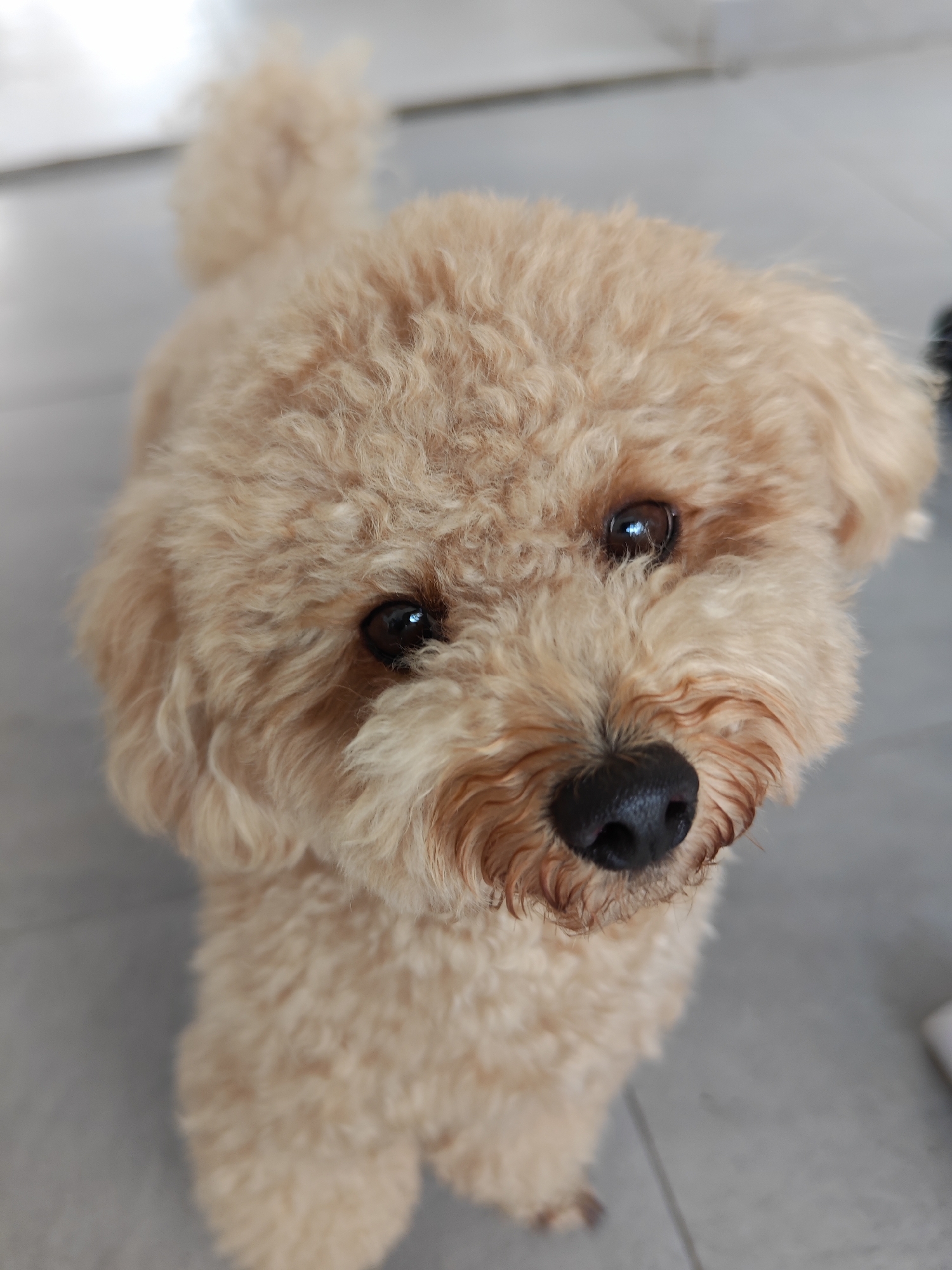 A close-up, high-angle portrait features a small, light apricot-colored poodle-type dog indoors, consistent with a modern interior setting in North Kuta, Indonesia. The dog is the sole subject, occupying the majority of the frame, looking directly up at the camera with an attentive and curious expression.
Its head and upper body are clearly visible, showcasing dense, curly fur in shades of cream and light brown. The dog's dark, soulful eyes are prominent, reflecting a hint of light that adds to its appealing gaze. A small, black nose is centered on its snout, with lighter-colored fur framing its muzzle. The ears are floppy and blend with the overall curly texture of its coat.
The dog appears to be standing or sitting on a light grey floor, possibly tiled, which provides a neutral backdrop for its warm-toned fur. The background is softly blurred, showing indistinct light-colored elements that suggest an interior wall or furniture, creating a shallow depth of field that keeps the focus sharply on the dog. The lighting is bright and even, indicative of an indoor daytime setting. The dog's posture and direct gaze convey an emotional sense of sweetness and engagement with the viewer. There is no visible text present in the image.