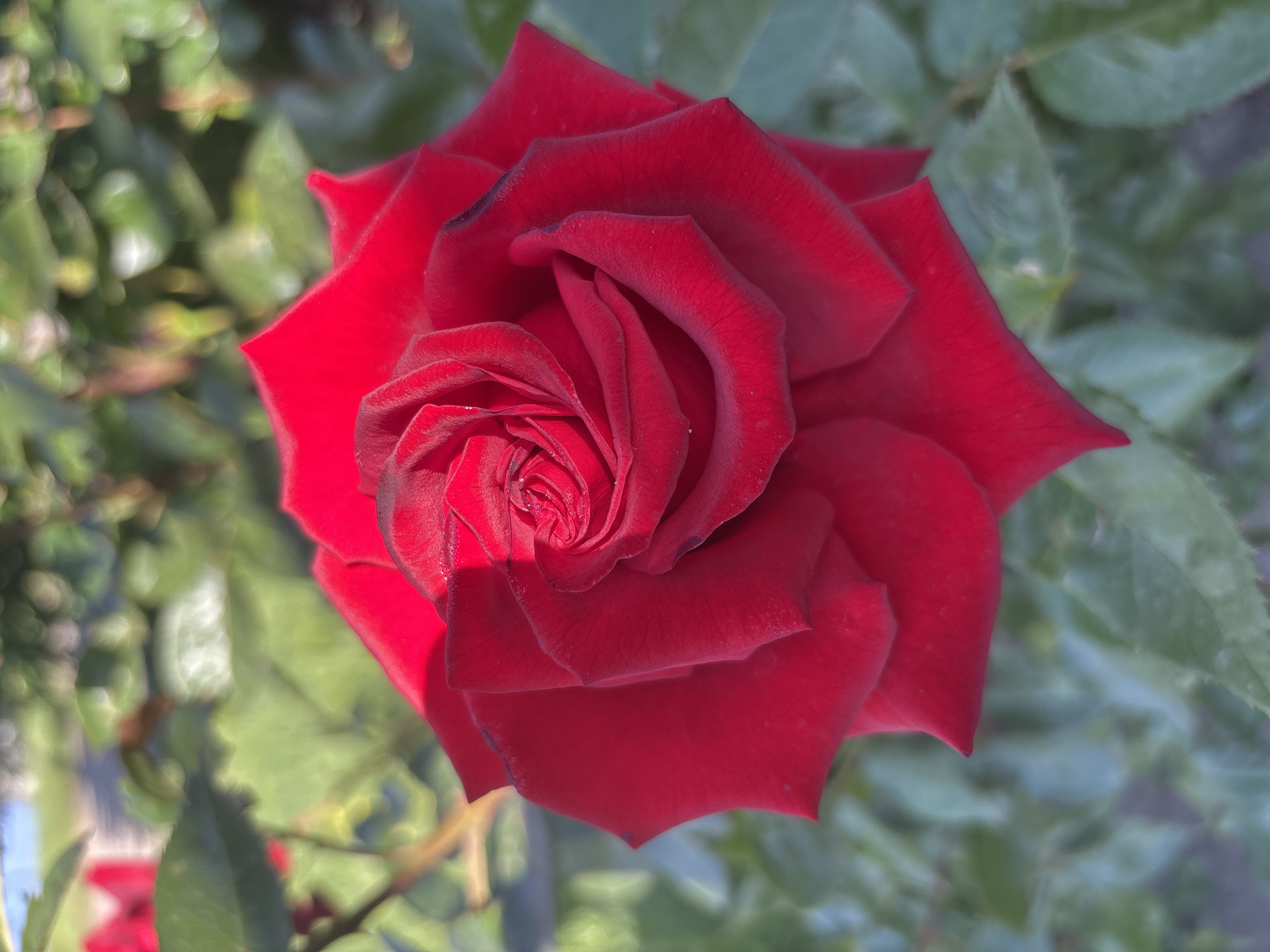 The image presents a striking close-up of a single, vibrant red rose. The rose is centrally positioned, viewed from slightly above, showcasing its intricate arrangement of velvety petals. The innermost petals are tightly curled into a spiral, gradually unfurling outwards into broader, smoother petals that form the full bloom. The color is a deep, rich red, with subtle shadows and highlights emphasizing the contours and texture of the petals. A distinct shadow falls across the upper left section of the rose, suggesting directional light from the right.
The background consists of blurred green foliage, creating a soft, out-of-focus backdrop that helps the rose stand out sharply. The bokeh effect in the background indicates a shallow depth of field and suggests natural light, likely sunny, filtering through leaves. No specific activity is taking place; the image is a static portrayal of the flower. There are no people, animals, or other prominent objects, nor is there any visible text. The setting appears to be an outdoor garden or bush, under bright daylight conditions.