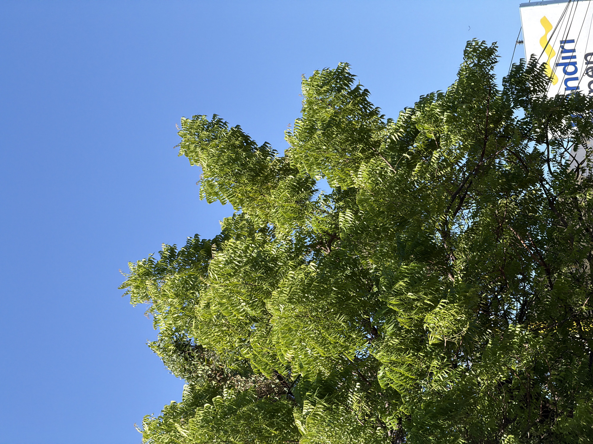 A close-up, low-angle shot captures the vibrant green foliage of a neem tree against a clear, brilliant blue sky. The neem tree's leaves are dense and a bright, healthy green, with sunlight filtering through them, creating a dappled effect. The branches of the tree are visible beneath the leaves, appearing dark and woody.
In the lower right portion of the image, the top of a white sign with yellow and blue lettering is visible. The blue letters read "ndiri" and appear to be part of the word "Mandiri," a common Indonesian bank. Below this, partially obscured blue text reads "pen." The sign is positioned behind the tree branches, suggesting it is a distant object or a structure located near the tree.
The environment is outdoors, likely in a city setting given the presence of the sign. The bright sunlight and clear sky indicate fair weather. No people are visible in the image, and there are no discernible actions or interactions taking place. The scene is a snapshot of nature juxtaposed with a man-made element, showcasing the urban environment of Kubu, Indonesia, under a sunny sky.