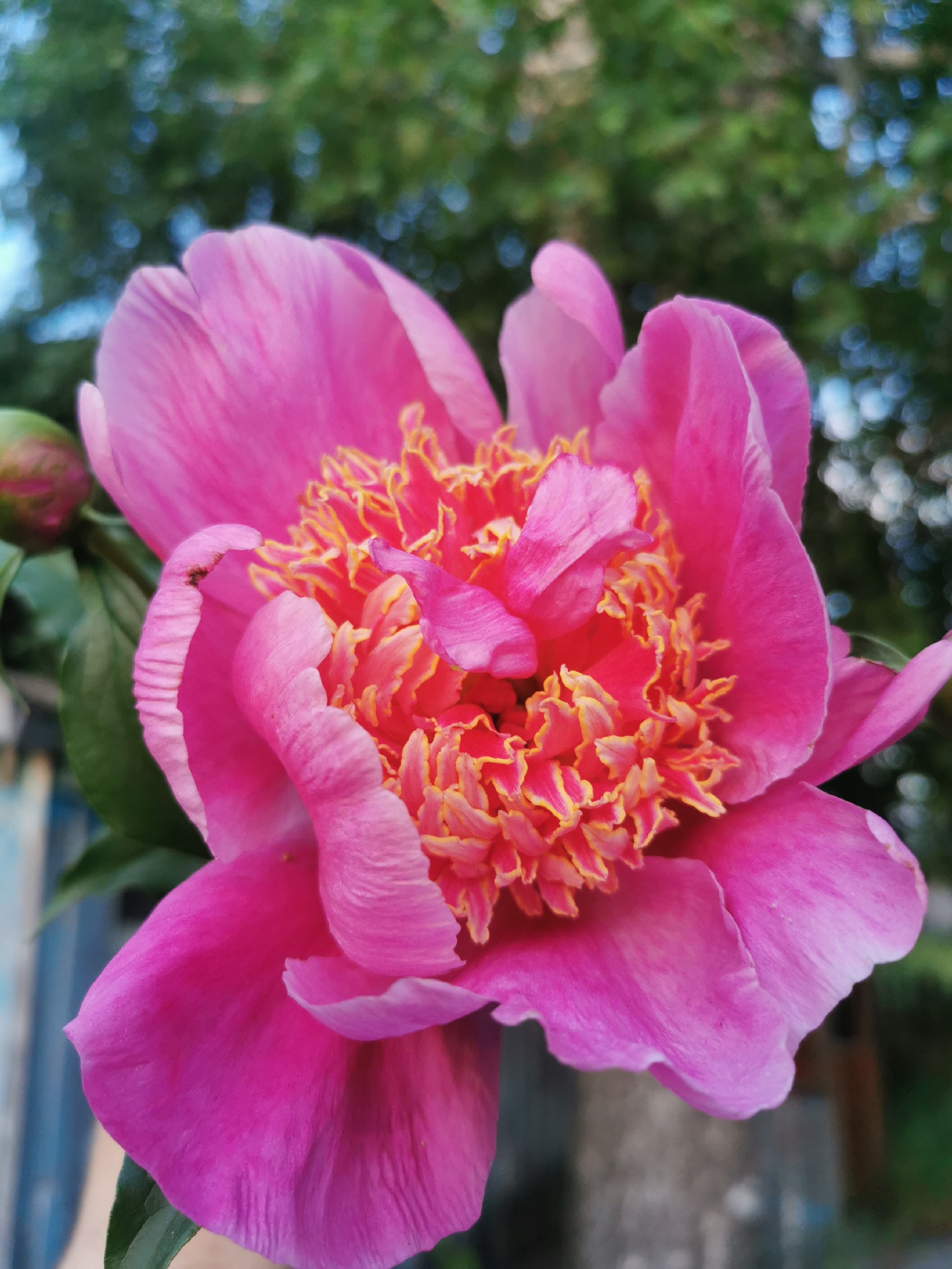 A close-up photograph captures a vibrant pink peony in full bloom. The flower's petals are a rich fuchsia, with delicate pink and yellow frills at the center. To the left of the flower, a green peony bud is partially visible. The background is softly blurred, revealing dappled green foliage and hints of blue sky. A faint, out-of-focus blue and grey structure can be seen on the left edge of the frame, suggesting an outdoor setting. The image's quality suggests it was taken with a mobile device. The photographer's metadata indicates the location as Makaryevka, Russia.