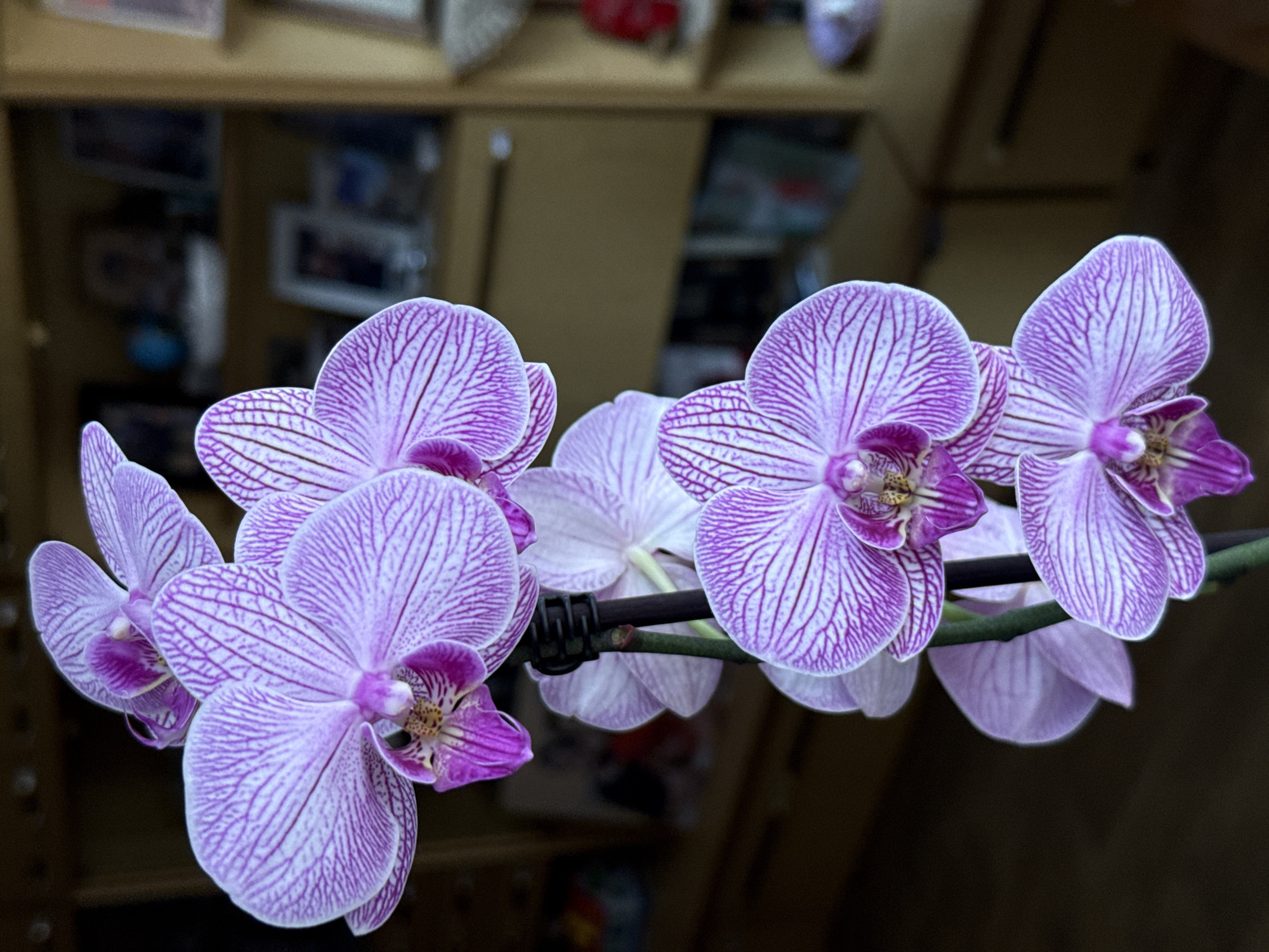 A close-up shot depicts a branch of light purple orchids with darker purple stripes and darker purple centers, with a black support clip visible on the green stem. The background shows a blurred interior setting with shelves and objects, potentially in a home or office. It's impossible to confirm the location as Pleven, Bulgaria without additional context.