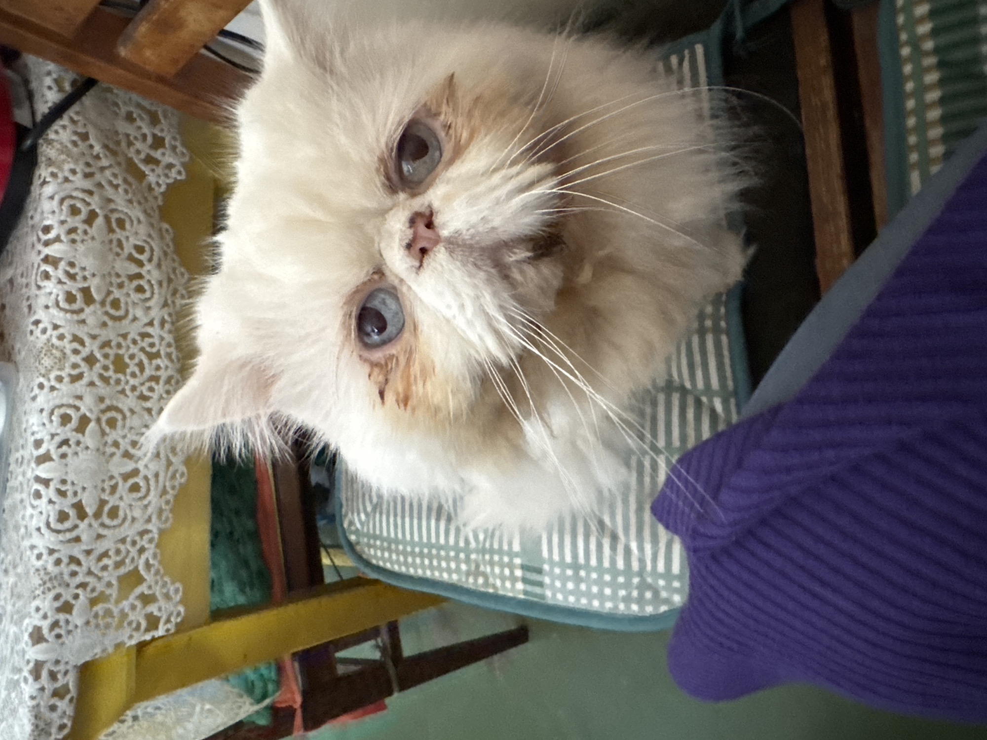 A top-down, slightly skewed close-up shot shows a white Persian cat with light blue eyes sitting in a striped blue and white chair. Part of a yellow wooden chair frame is visible on the left, covered with white lace. A section of folded purple fabric is on the right side of the image. The background appears to be a green surface.