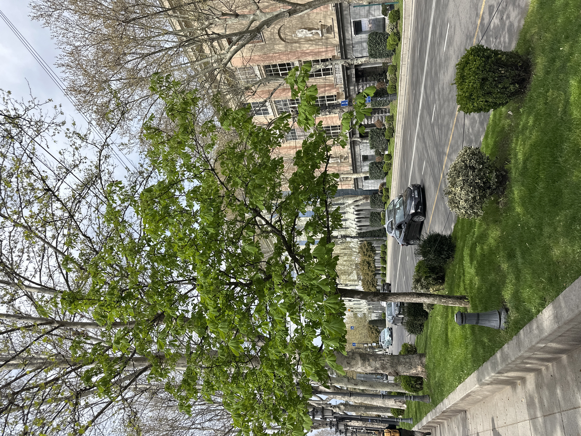This image depicts a street scene in Tbilisi, Georgia. The street is lined with trees, with a building visible in the background that features a statue on the facade. A car is parked on the side of the street. The image is shot at ground level. There are shrubs and grass lining the sidewalk. Light posts line the sidewalk.