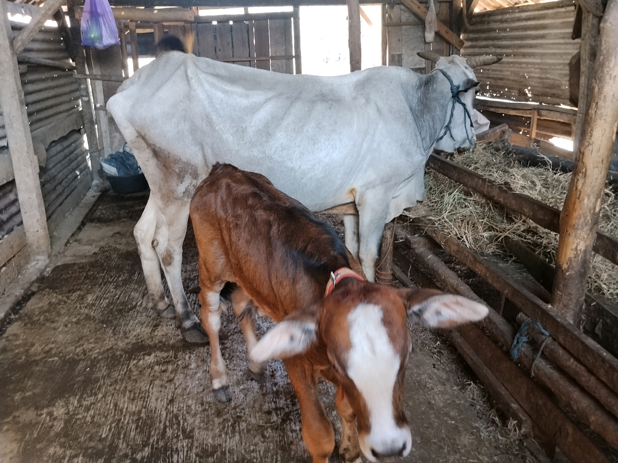 In the city of Ledok, Indonesia, two cows are standing inside a rustic, partially enclosed structure made of corrugated metal and wood. A large, pale-colored cow is positioned in the background, facing away from the camera and toward a wooden enclosure filled with hay. In the foreground, a younger, reddish-brown calf stands in front of the larger cow, facing the camera. The calf has white markings on its face, including a prominent white blaze. The ground is a mix of dirt and possibly concrete, appearing wet in places. A purple plastic bag hangs from a wooden beam in the upper left corner. The overall environment suggests a farm or barn setting.