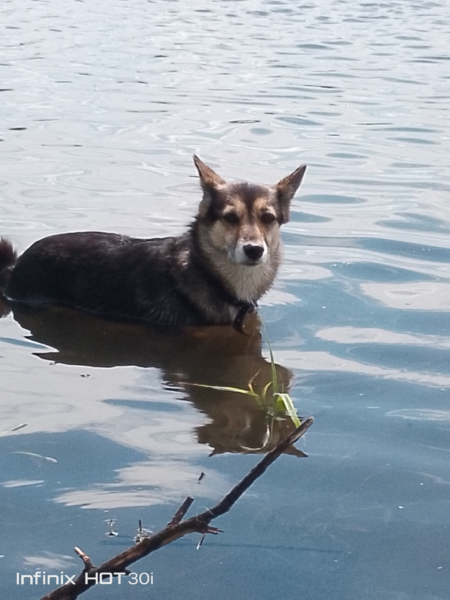 A dog with brown and black fur stands in calm, blue water. The dog is looking directly at the camera. A few blades of grass are visible in the water to the right of the dog. A dark brown branch rests in the foreground of the image, partially submerged in the water. The water's surface is rippled, reflecting the light. The background is out of focus, showing a continuation of the water. The bottom left corner of the image displays the text "Infinix HOT 30i." The scene depicts a dog enjoying itself in a body of water, likely a river or lake, on a clear day. The location is identified as Kedrovy, Russia.