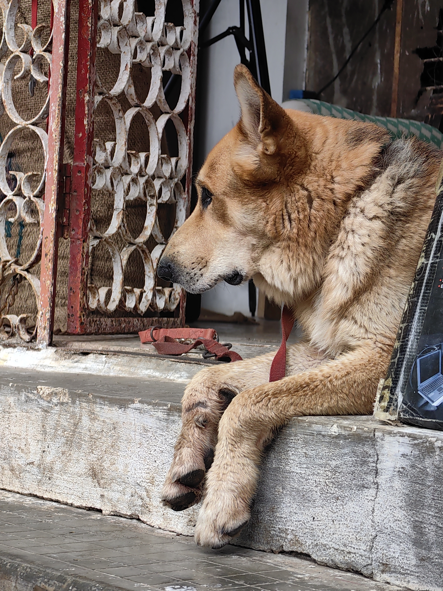 An adult German Shepherd dog is lying down on concrete steps outside a building in Mhaiswadi, India. The dog is facing to the left, with its head resting on its paws. Its fur is a mix of brown and tan. A red collar and leash are visible around the dog's neck. Behind the dog is a red and white metal gate with decorative circular patterns. The ground in front of the steps is paved with gray tiles. A black object with a laptop image on it is leaning against the dog.