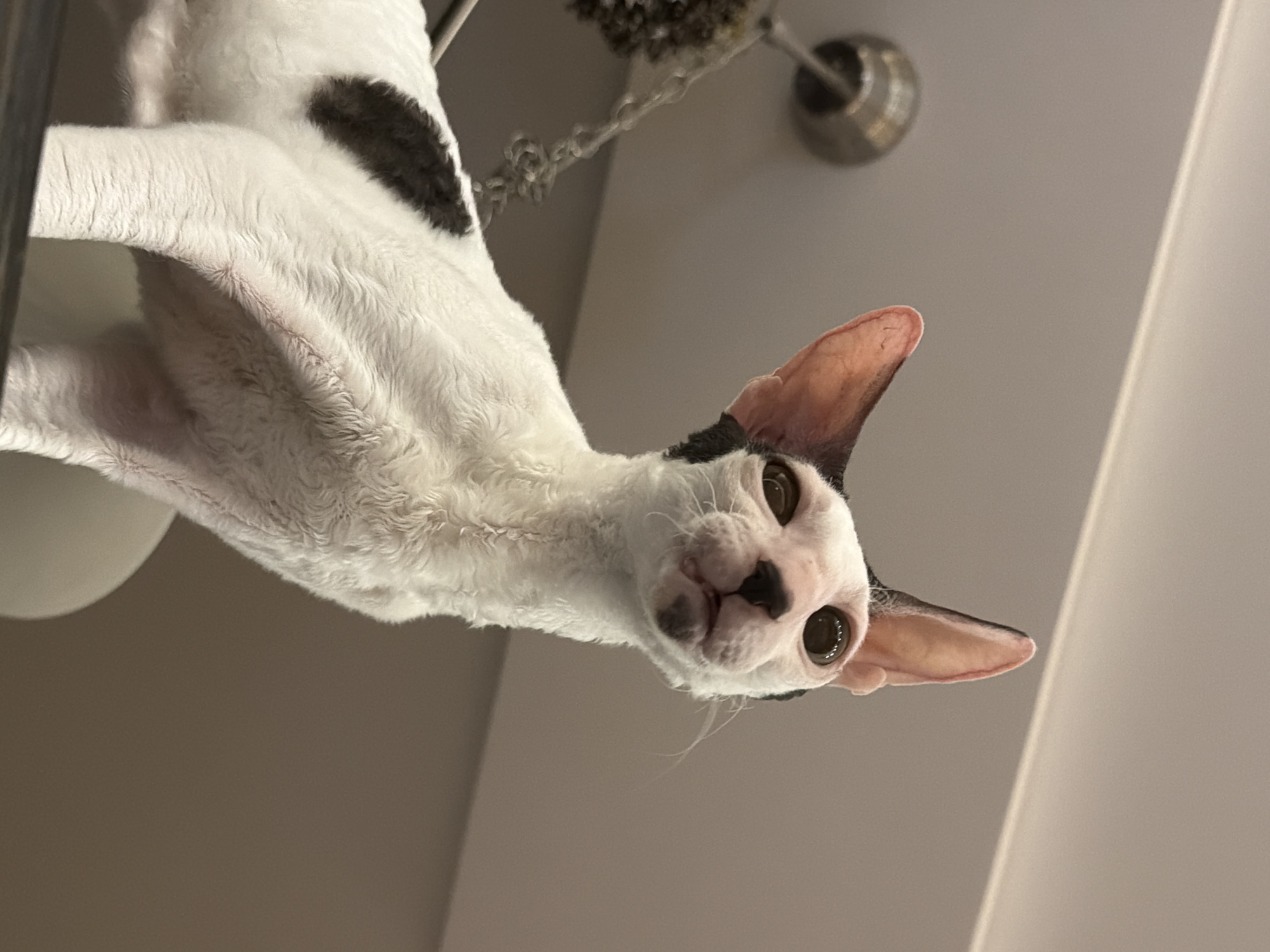 A white and black cat with short, curly fur is upside down, looking directly at the camera. The cat's head is in the foreground, and its body extends upwards and out of frame. The cat has large, expressive eyes and prominent ears. The background appears to be an indoor setting, possibly a room with a neutral-colored ceiling and a light fixture. There is no indication of the city of Yekaterinburg, Russia.