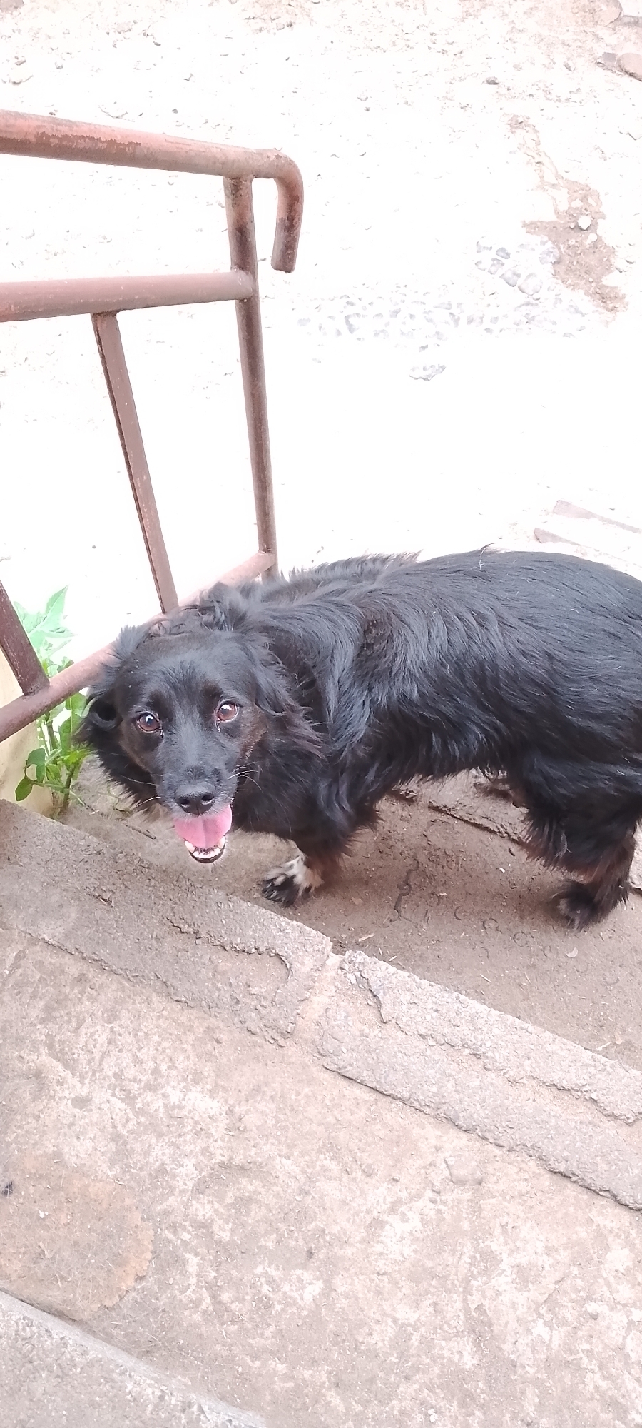 A black, medium-haired dog is standing on concrete steps outdoors. The dog is looking directly at the camera with its mouth open and tongue hanging out. Its fur is shaggy, and it has brown eyes. Behind the dog, a rusty metal railing is visible, and beyond that, a light-colored, textured surface, likely ground with gravel and debris. To the left of the dog, a small green plant is growing. The scene appears to be in an urban environment, potentially a backyard or alleyway. The image lacks any specific identifiers for the city of Belgorod, Russia.