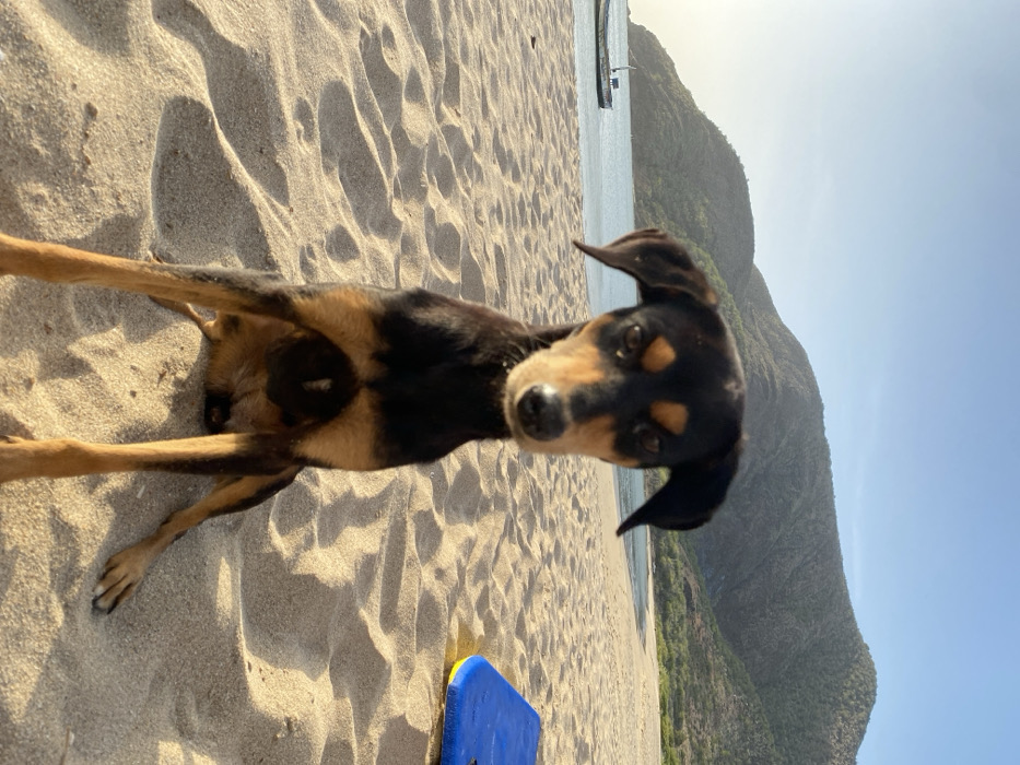 A black and tan domestic dog, exhibiting a mixed breed appearance, sits upright and centered on a sandy beach in Juan Griego, Venezuela. The dog faces the camera directly, its ears partially erect. To the immediate right of the dog, a blue and yellow boogie board is partially visible on the sand. The background features calm, light blue ocean water. A small, light-colored boat with an outboard motor is moored in the water on the left side of the frame. Beyond the coastline, large, vegetated mountains rise steeply under a clear, pale blue sky. The environment is illuminated by natural sunlight, casting subtle shadows across the textured sand.