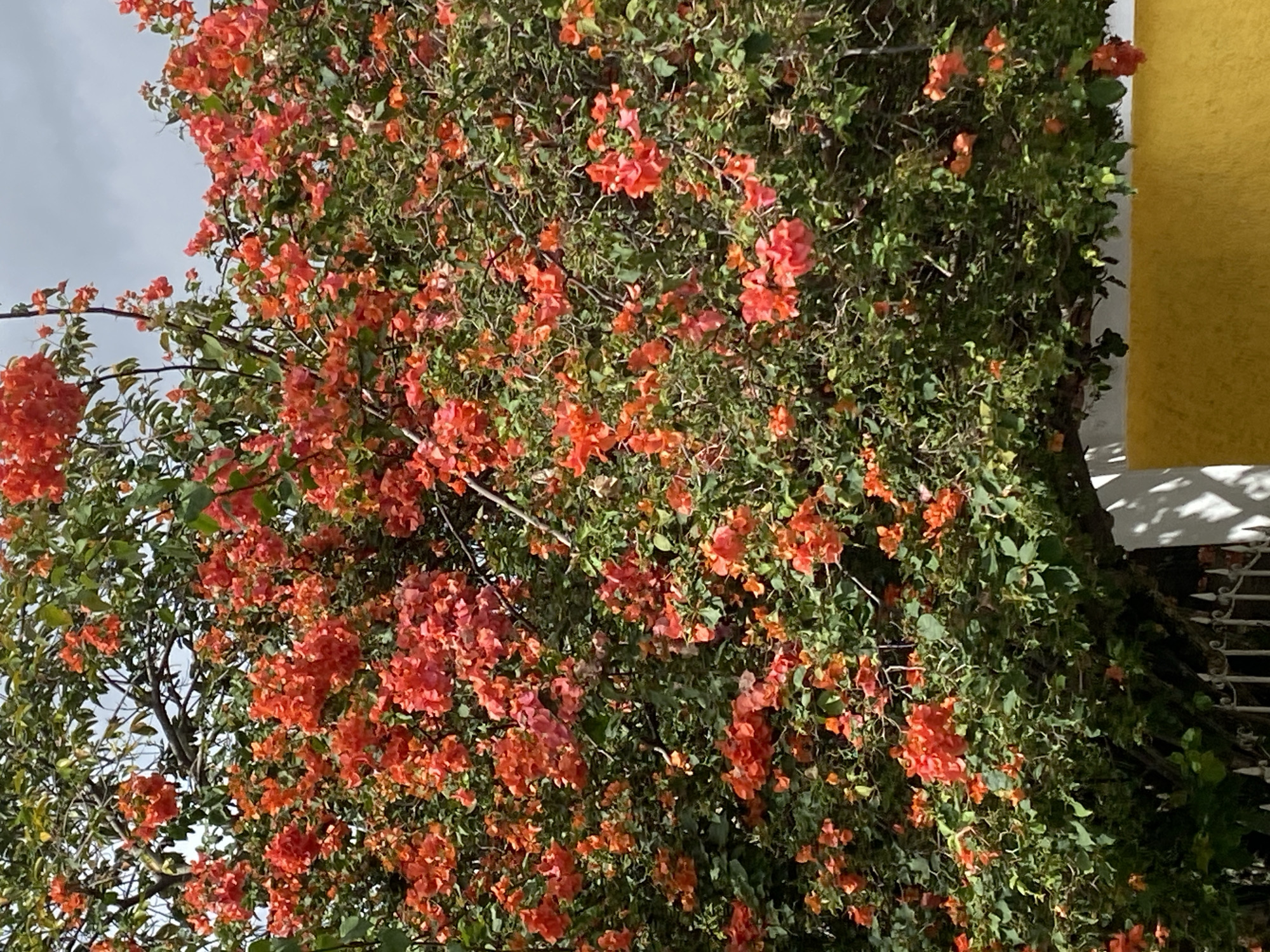 A bougainvillea plant laden with vibrant orange-red blossoms dominates the view. The plant appears dense, with a mix of blooms and green foliage covering its branches. To the right, a portion of a yellow wall is visible, casting a shadow onto a white surface below. The sky is visible on the upper left corner, with a partly cloudy sky. The image appears to have been taken in Tinaquillo, Venezuela.