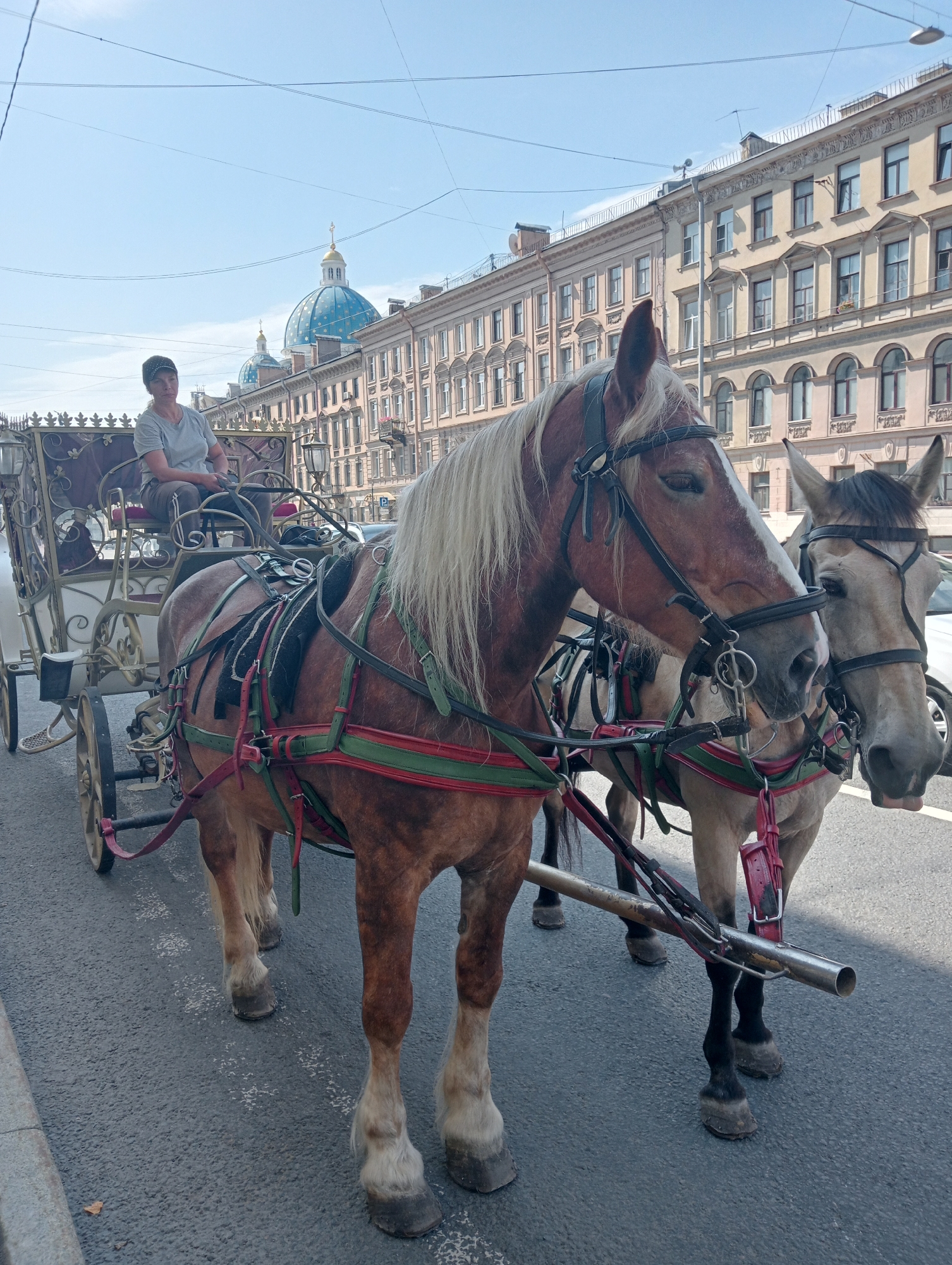 A horse-drawn carriage with two horses stands on a paved street in Saint Petersburg, Russia. A person in a gray shirt and dark cap is seated in the carriage, holding the reins. The carriage is ornate with gold trim. The horses are fitted with harnesses and are pulling the carriage. In the background, there are classical buildings with arched windows and a blue dome with a golden cross, which is characteristic of Saint Petersburg's architecture. The sky is clear and blue. The scene appears to be a tourist attraction or a historical reenactment.