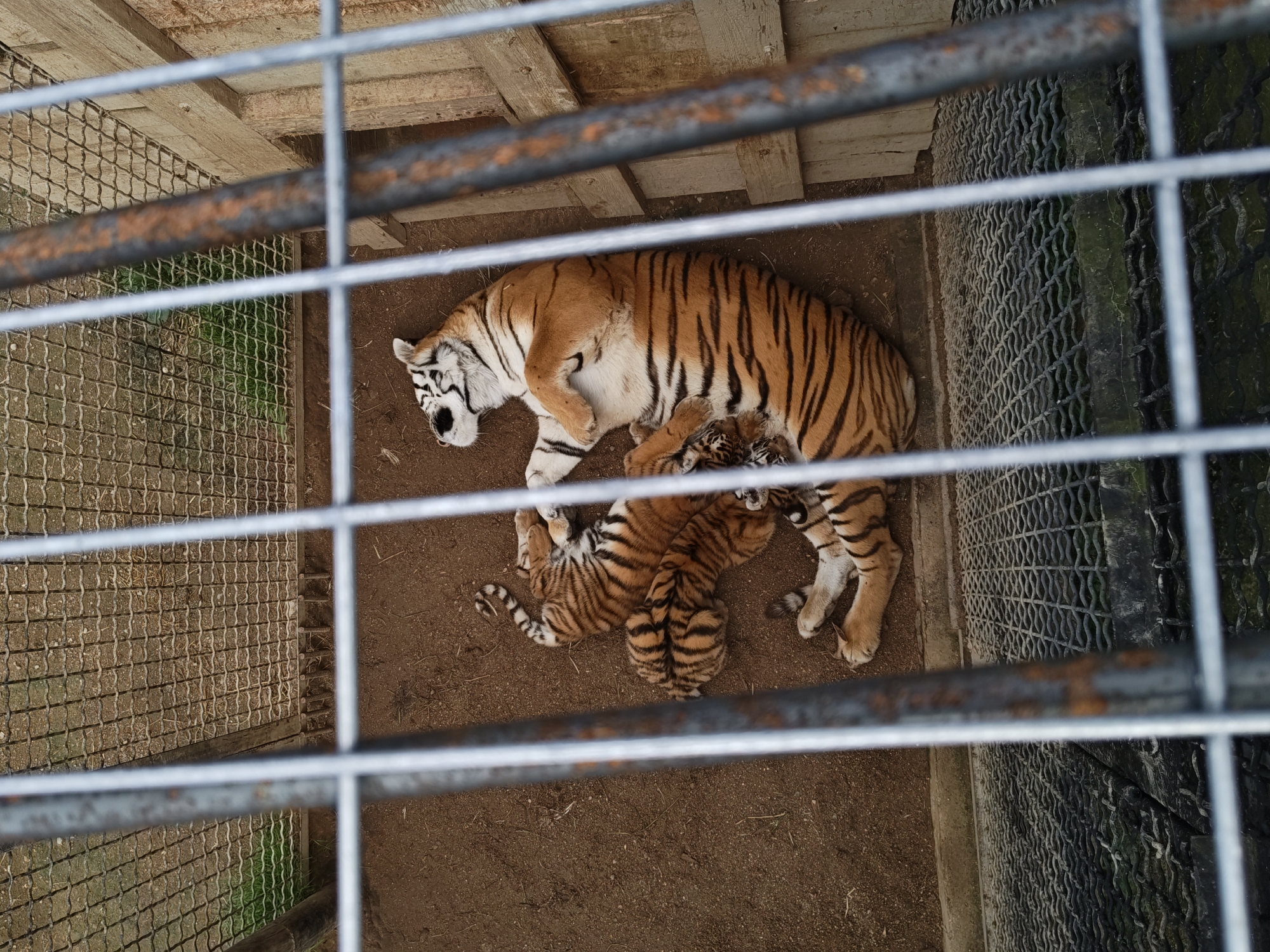 Two tigers, one adult and one juvenile, are lying on the dirt floor of an enclosure. The adult tiger is on its back with its legs in the air, and the juvenile tiger is curled up next to it. The enclosure has a metal grate floor and a wire mesh ceiling. Wooden planks form the back wall of the enclosure. The scene appears to be from a zoo or wildlife park. The location is specified as Dorishchi, Russia.