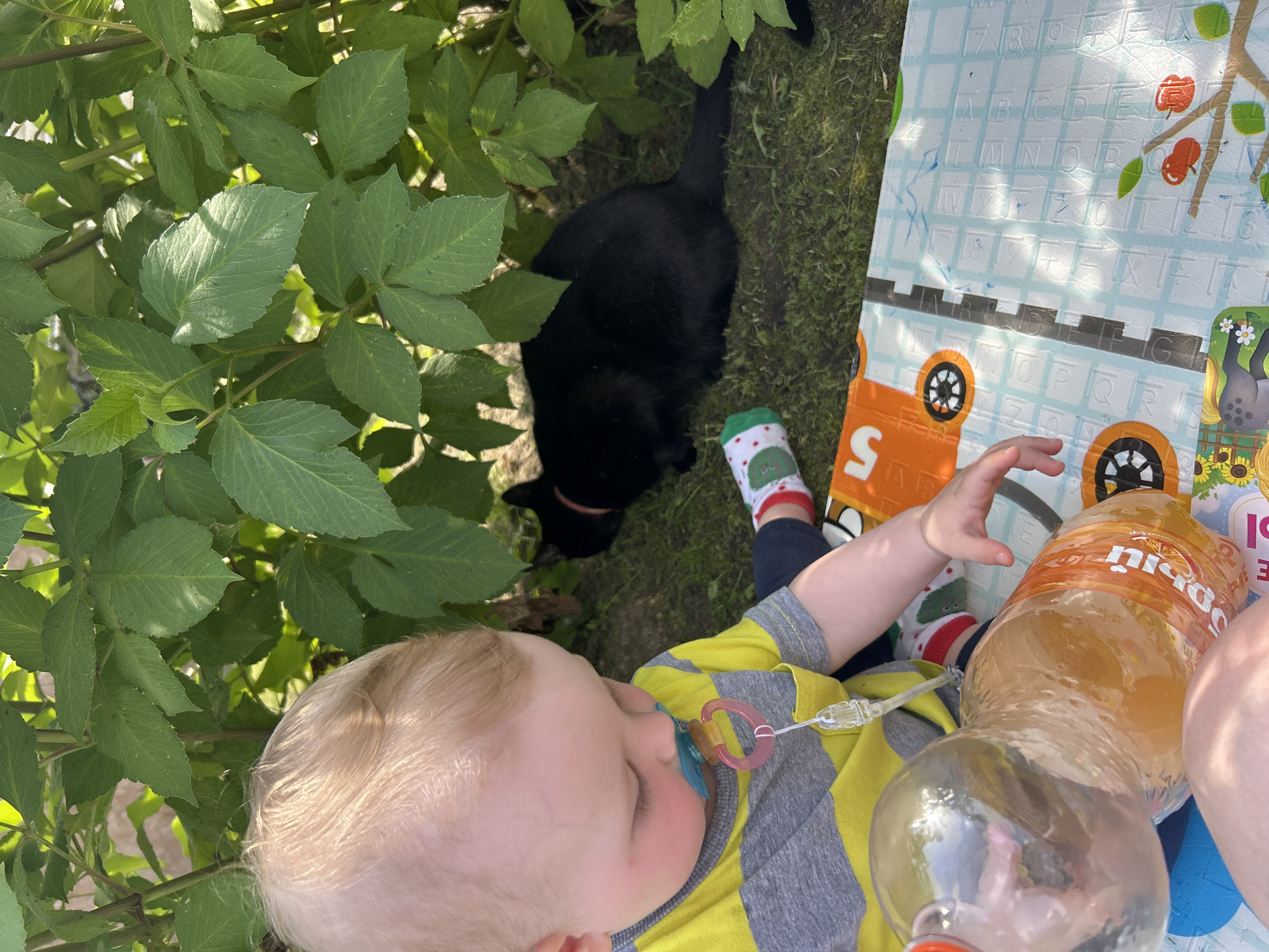 A young child with blonde hair and a blue pacifier is sitting on a mat outdoors, partially shaded by green foliage. The child is wearing a yellow and gray striped shirt and festive socks. Nearby, a black cat with a pink collar is resting on the grass. A plastic bottle filled with an orange beverage is positioned in front of the child, and their hand is reaching towards it. The mat is colorful and decorated with cartoon images, including a truck and letters of the alphabet. The setting appears to be a backyard or park area. The date and location are not determinable from the image.
