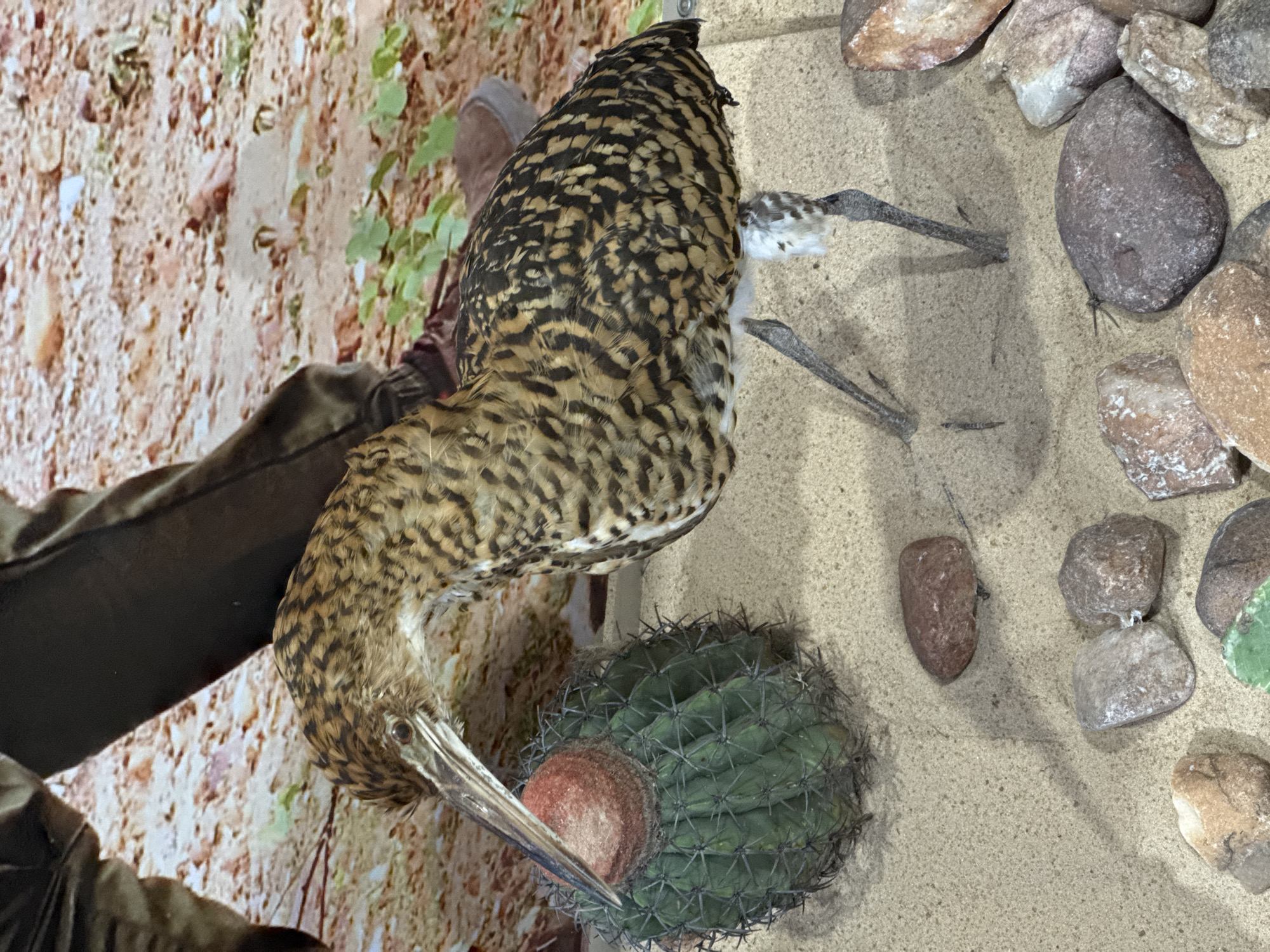 A stuffed bird with brown and black patterned feathers stands on a sandy surface with scattered rocks in the foreground. A green cactus with a red top is to the left of the bird. In the background, a blurred image of a person's legs and legs wearing brown pants and brown shoes is visible, with a backdrop of sandy soil and greenery. This scene is likely an exhibit within the Museu de Arte Contemporânea (MAC) in Niterói, Brazil, given the architectural style and museum setting implied by the display.