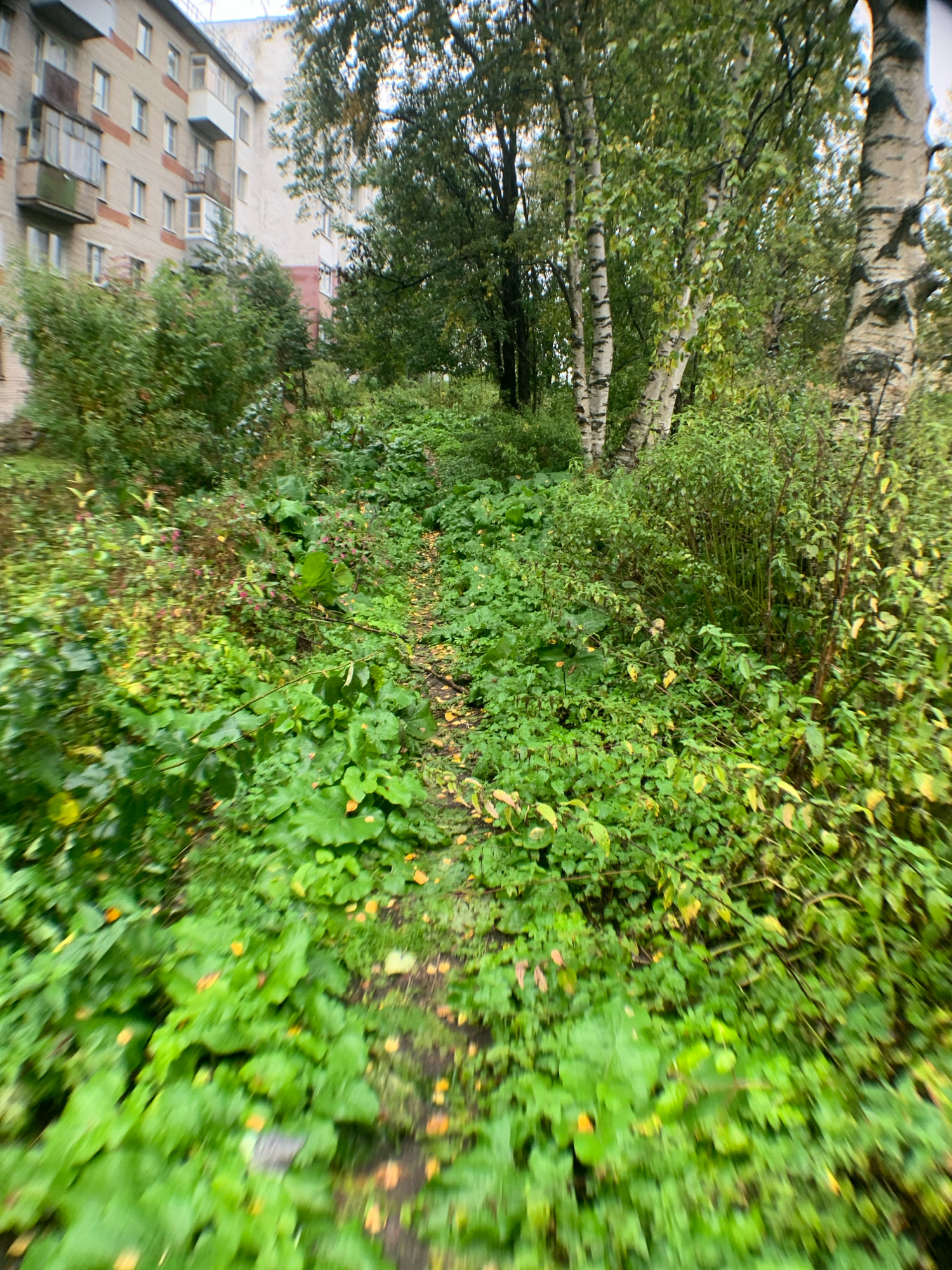 An overcast, daytime image captures a view of overgrown vegetation in front of a beige apartment building. The building, with visible balconies and windows, is situated to the left side of the frame and appears to be of typical Soviet-era design, common in cities like Arkhangelsk, Russia. A narrow, dirt path meanders through the dense greenery, suggesting a less maintained or possibly naturalized area adjacent to the urban structure. The foliage is lush and varied, with large-leafed plants dominating the foreground, interspersed with smaller bushes and trees, including birch trees with their characteristic white bark, visible towards the center and right of the image. The overall impression is one of a semi-wild, unkempt space where nature is encroaching on the built environment. No people or specific actions are discernible.
