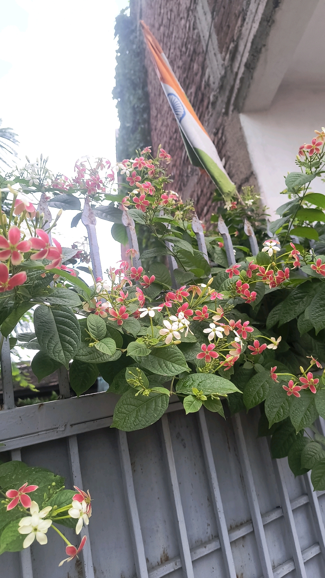 The image depicts a close-up view of flowering vines with pink and white blossoms cascading over a grey metal gate. In the upper right quadrant, an Indian flag is visible, partially obscured by the foliage and a brick wall. The background is blurred, suggesting an outdoor setting in a city, possibly Loni, India, given the presence of the Indian flag. The lighting indicates it is daytime, with the sky appearing overcast or bright. The focus is on the vibrant flowers and lush green leaves, creating a natural contrast with the man-made elements of the gate and wall.