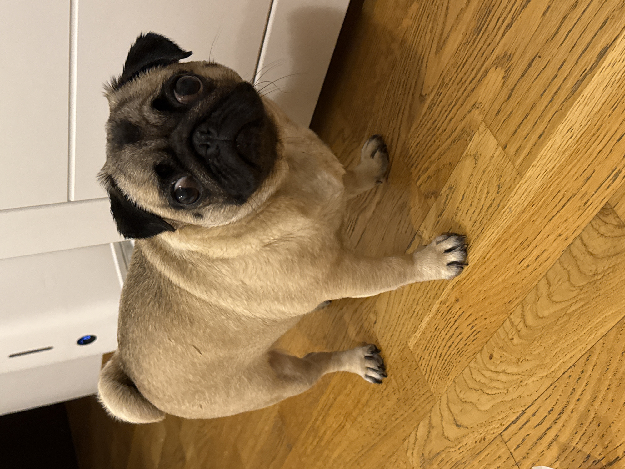 A fawn-colored pug stands on a light brown hardwood floor, facing forward with its head tilted slightly. The pug has a black muzzle and ears, and large, dark eyes that appear to be looking directly at the camera. Its tail is curled over its back. In the background, a white object with a vertical dark line and a blue circle is visible. The lighting suggests an indoor setting.