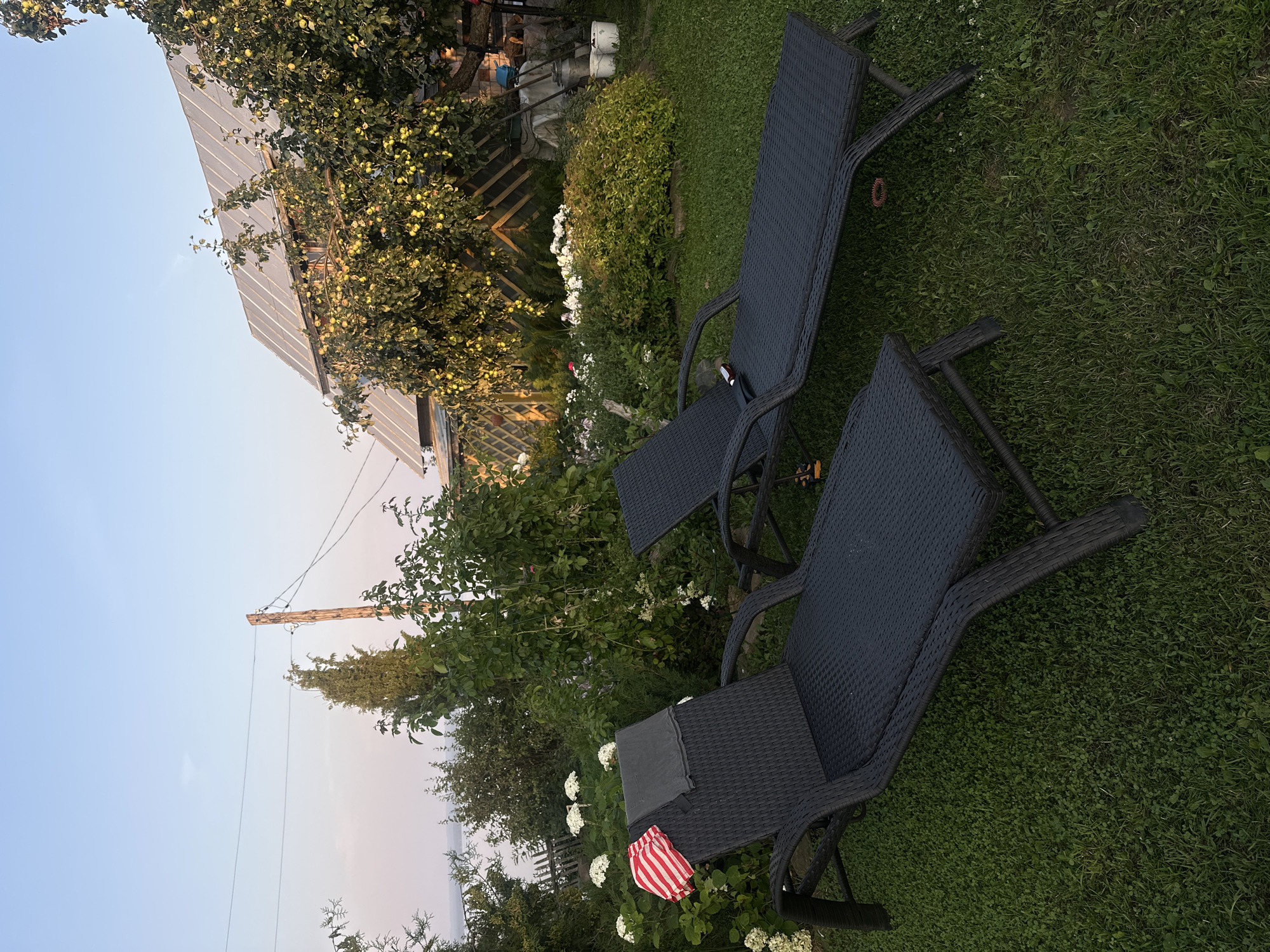 The image shows a backyard scene in the city of Galevo, Russia, featuring two dark-colored wicker lounge chairs placed on a green lawn. The chair in the foreground has a striped red and white cloth and a dark gray towel draped over its back. Behind the lounge chairs, there are various plants, including bushes with white flowers and an apple tree laden with green apples. In the background, a house with a metal roof and solar panels is visible, along with a wooden utility pole and electrical wires. The sky is clear and pale blue, suggesting it is either early morning or late evening. A body of water and more vegetation can be seen in the distance. The scene is tranquil and appears to be a residential outdoor space.