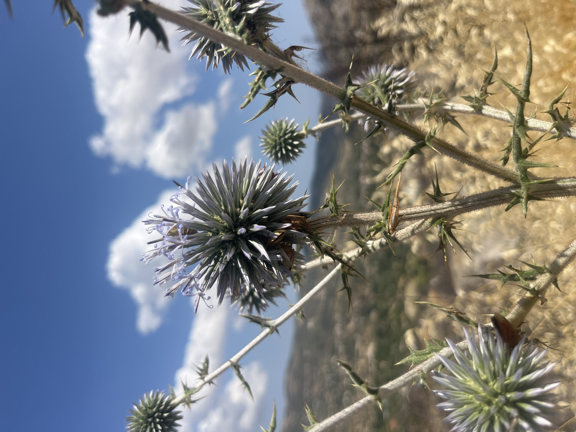 In Silikou, Cyprus, a close-up, vertical shot frames a thorny plant with globe-shaped purple flowers under a bright blue sky with scattered white clouds. The plant's spiky stems and leaves are in sharp focus, with the delicate purple petals of the flowers extending outwards. In the background, a dry, hilly landscape with sparse vegetation and trees is visible, suggesting a rural or wild setting. The image's shallow depth of field blurs the background, emphasizing the intricate details of the plant in the foreground. No people or animals are discernible.