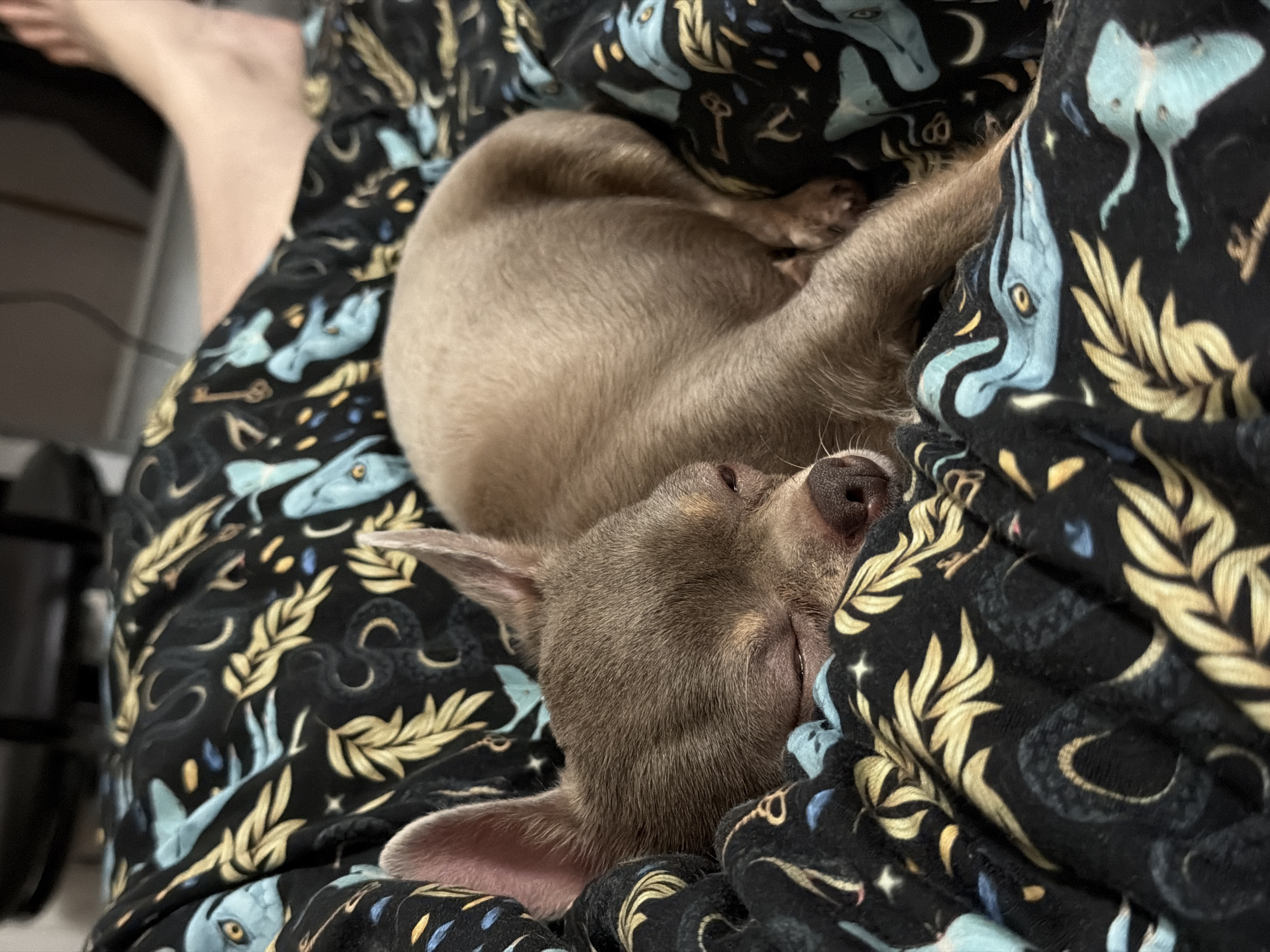A small, tan-colored dog is curled up asleep on fabric with a pattern of black, gold, and light blue. The dog's nose and one ear are visible. A human leg and foot are visible in the upper left corner of the frame. A black object is visible in the lower left of the frame. The location and time are unknown.