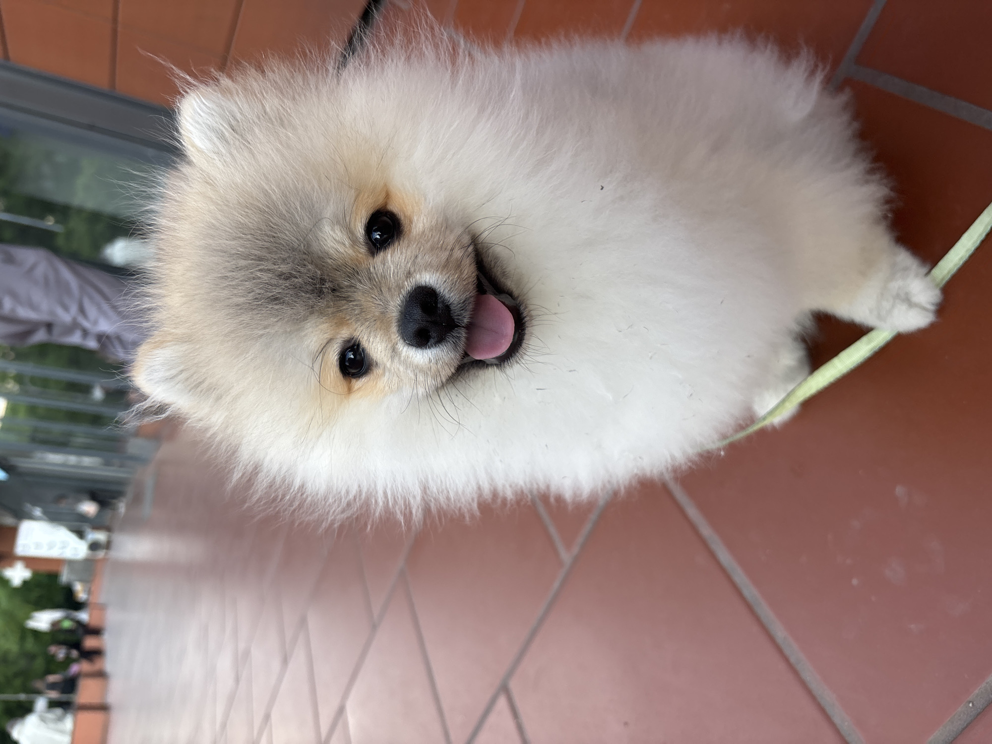 A small, fluffy, light-colored Pomeranian dog sits on a tiled surface. The dog has a gray patch on the top of its head and dark eyes and nose. Its mouth is open, revealing a pink tongue. A light green leash is visible near the dog's front paws. The tiled surface appears to be outdoor paving. The location is Plovdiv, Bulgaria, based on visual inspection of the surrounding environment. Other people and objects are partially visible in the background.