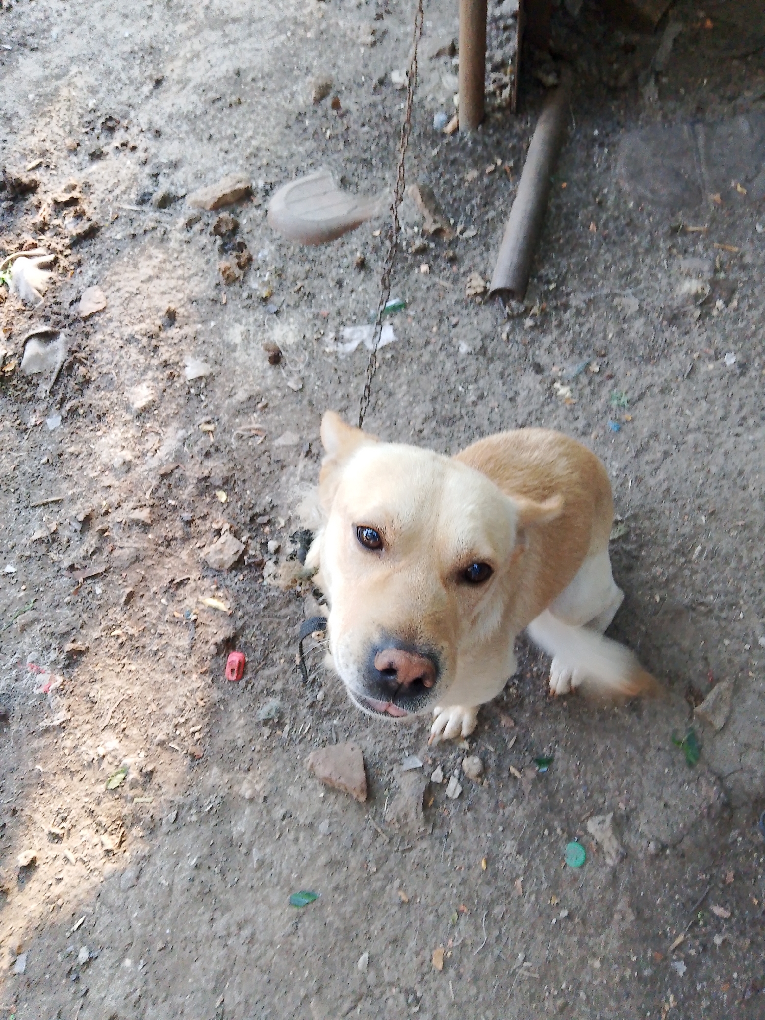 A light-colored dog, possibly a Labrador Retriever, is tethered by a chain to a wooden post in what appears to be an outdoor, unpaved area. The dog is looking directly at the camera, with its tongue slightly extended. The ground is covered in dirt, small stones, and debris, suggesting a rural or undeveloped urban environment. In the background, there is a metal pipe leaning against a structure, and other indistinct objects. The lighting indicates it is daytime. The scene is set in the city of Khrestivka, Ukraine.
