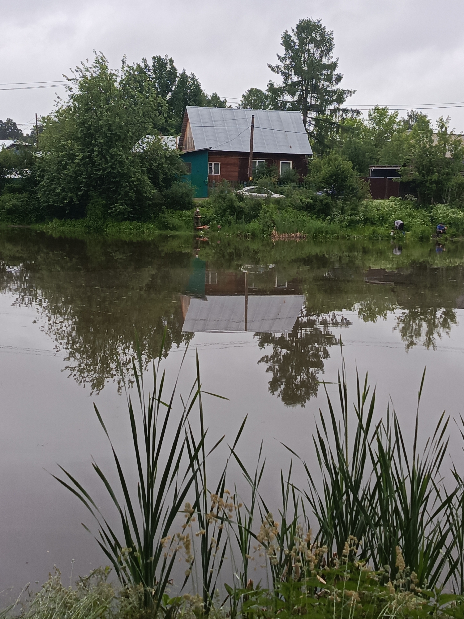 This image, captured in Chaikovsky, Russia, depicts a riparian landscape under an overcast sky. The foreground features a dark body of water with calm surface reflections, dominated by clusters of tall, sword-like green aquatic plants and smaller, lighter green vegetation with beige seed heads. The middle ground reveals the opposite bank, densely lined with varied green deciduous trees and bushes. Two residential structures are visible; the left-most is a multi-story wooden building with a light green lower facade, natural wood upper sections, and a corrugated metal roof. The right-most structure is also wooden with a similar roof, partially obscured by foliage, with a light-colored vehicle visible behind some vegetation. A tall conifer tree stands prominently behind the right structure. Utility lines stretch horizontally across the sky, supported by a wooden pole on the far bank. Three individuals are present on the far bank near the water's edge: one standing centrally, appearing to interact with an orange object near the water, and two others further to the right, bent over within the vegetation, engaged in an indeterminate activity near the water.