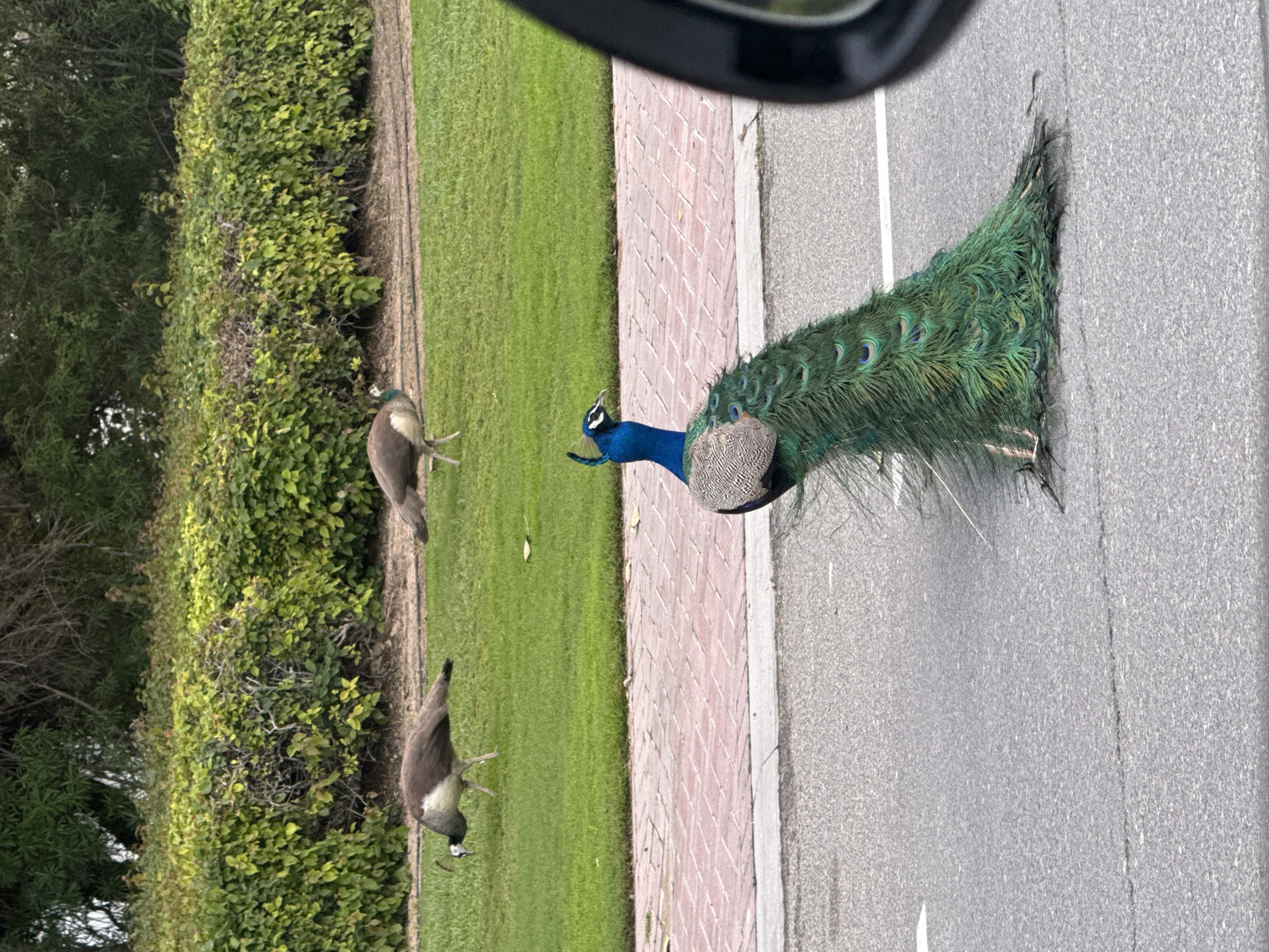 The image depicts a peacock standing on a paved road with two peahens nearby. The scene is likely in Dubai, United Arab Emirates. The peacock is vibrantly colored with a blue neck and an elaborate green tail. The peahens have more subdued brown and gray plumage. To the left of the scene, there's a grassy area with trees and bushes. The road surface is asphalt, with a brick-laid section separating the grass and the road. The image appears to have been taken from inside a vehicle, indicated by a portion of the vehicle's interior visible at the top.