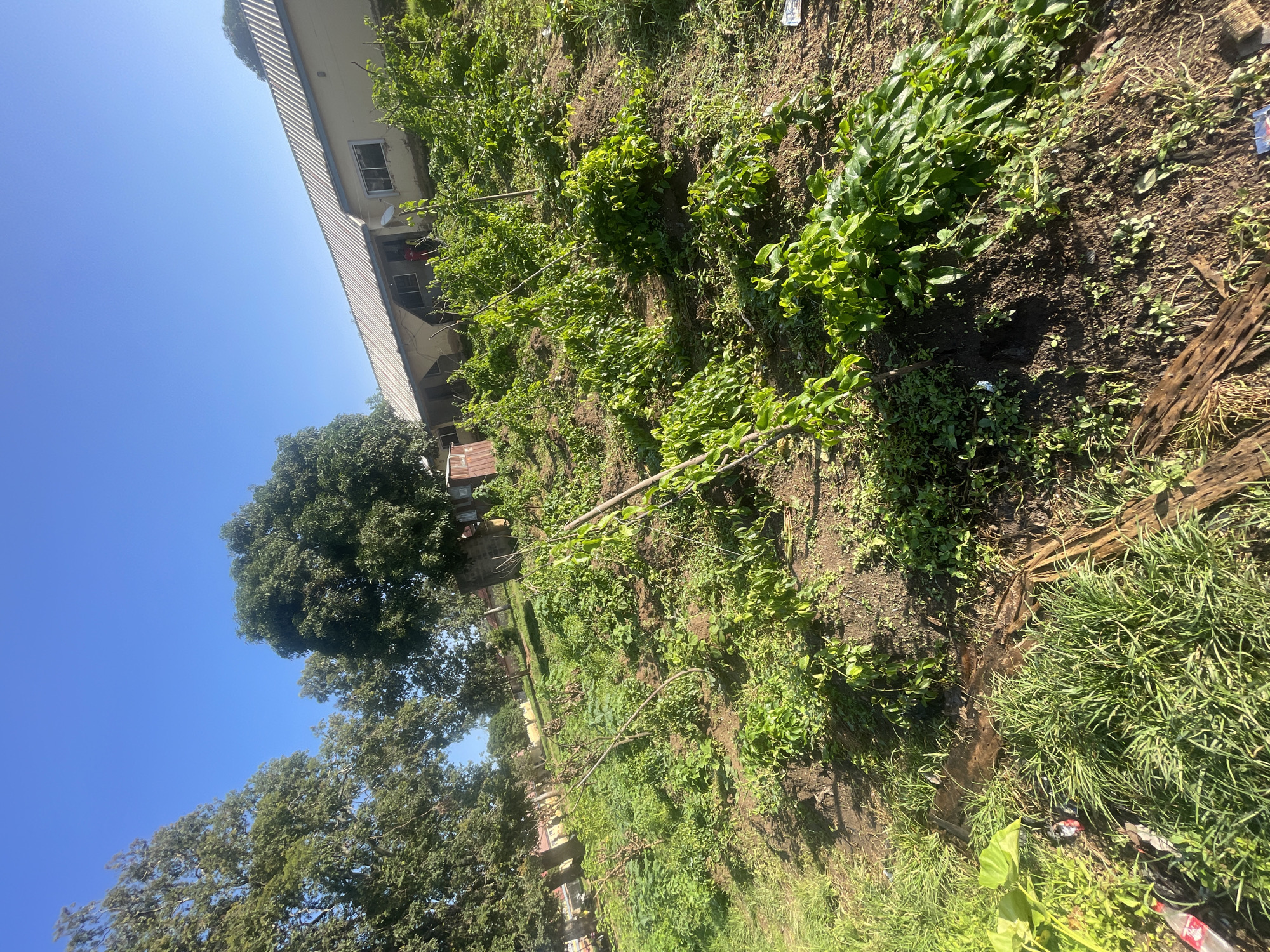 This is a medium-angle, eye-level, outdoor, daytime, full shot of a garden in front of a low-rise building. The building has a light yellow facade and a corrugated metal roof. The garden is overgrown with various plants, some of which are supported by stakes. There are trees in the background. The sky is clear and blue. The scene appears to be in a rural or semi-rural area, possibly in Jos, Nigeria, given the vegetation and building style.