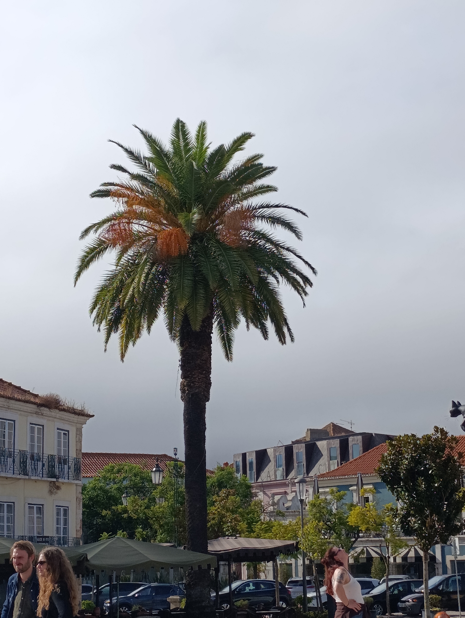 The image depicts a palm tree in the foreground against a cloudy sky, with buildings and trees in the background. The palm tree is tall and slender, with a rough, dark trunk and green fronds. Some fronds are yellowing, and there are clusters of orange fruit or flowers near the top.
To the left of the palm tree is a light-colored building with multiple windows and balconies. Several trees with green foliage are visible behind this building and further in the background, some with red tiled roofs.
In the middle ground, to the left and center, two people are walking. The person on the left is a man with blonde hair, wearing a dark jacket and a dark shirt. The person on the right is a woman with long, curly brown hair, wearing sunglasses and a dark top. They appear to be walking side-by-side and looking in the same direction. Further to the right, another person, a woman with long brown hair tied back, is standing and looking upwards, wearing a white tank top and brown pants.
Several parked cars and outdoor cafe umbrellas are visible in the lower portion of the image. The architecture suggests a European city.
Based on the presence of the distinctive palm tree and the architectural style, this scene is likely located in the Praça de Bocage in Setúbal, Portugal. The Praça de Bocage is a prominent public square known for its palm trees, historic buildings, and cafes.
