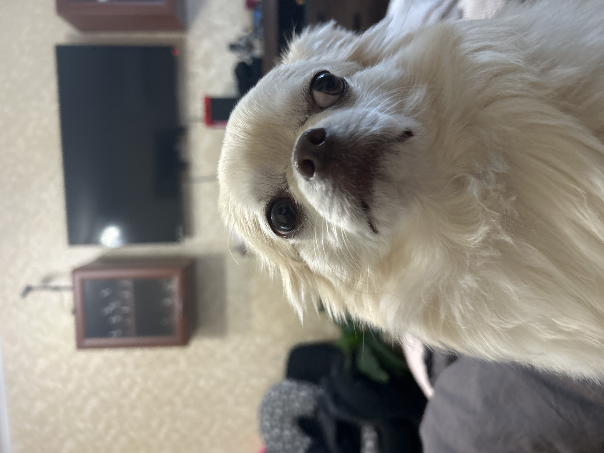 A fluffy, cream-colored dog is the primary subject of the image, occupying most of the frame and looking directly at the camera. The dog's head is tilted slightly, with large, dark eyes and a small, dark nose. Its fur is long and appears soft. The background is out of focus but suggests an indoor setting. To the left, there are hints of dark furniture or cushions. Further in the background, a wall with a textured wallpaper is visible. Mounted on the wall is a dark wooden cabinet with glass doors, possibly containing glassware. To the right of the cabinet, a large, flat-screen television is mounted. The overall lighting is dim, suggesting an indoor environment at night or in low light conditions.