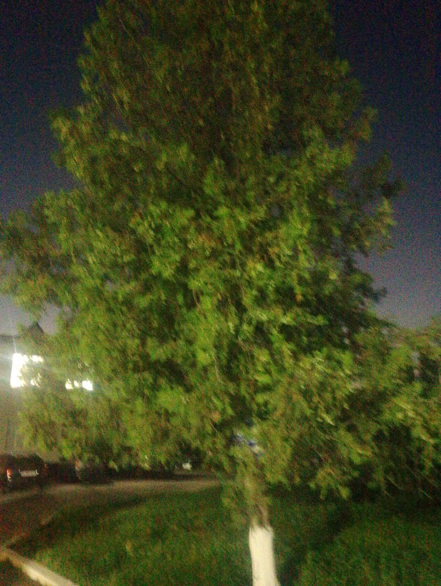 The image depicts a blurry, low-light scene with a large tree dominating the foreground. The tree's foliage is a vibrant green, with branches extending across the frame. The background is a dark, dusky sky, suggesting it is either early morning or late evening. To the left of the tree, there are faint lights from what appear to be buildings or streetlights. In the lower portion of the image, a patch of green grass is visible, and a white object, possibly the base of a tree or a small structure, is present in the lower right quadrant. A faint outline of vehicles can be discerned on a road or parking area to the left, also in the lower section of the image. The image quality is poor, with significant noise and motion blur, making it difficult to discern fine details. The scene is not definitively identifiable as being in Razzakov, Kyrgyzstan.