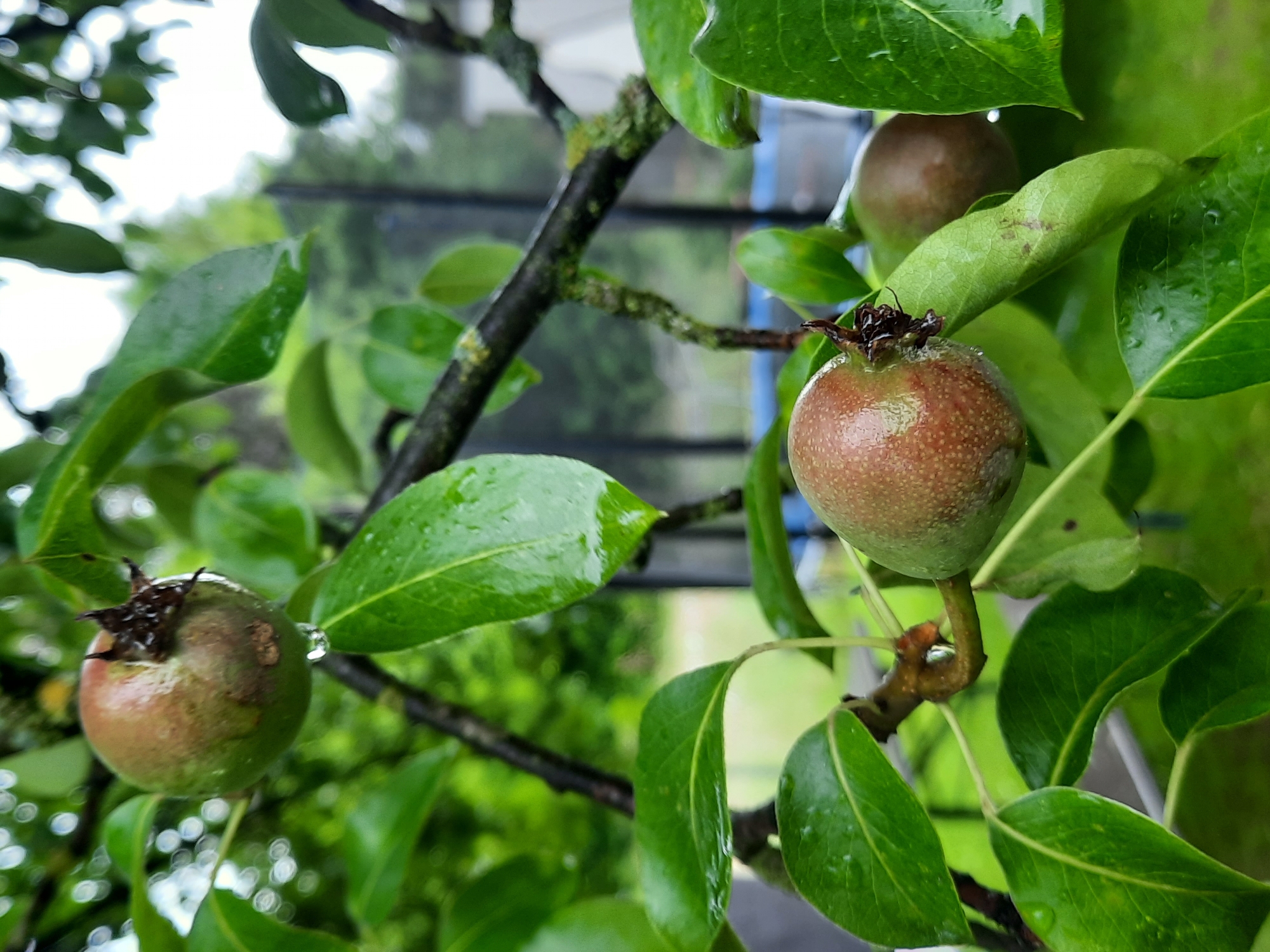 A close-up shot captures a pear tree branch with several developing pears and green leaves. The scene is set outdoors, likely in a residential garden in Rosenheim, Germany, given the presence of a swimming pool in the blurred background. The pears are small and unripe, with a reddish-green hue. Water droplets cling to the leaves and pears, suggesting recent rainfall. The branch itself is dark and textured, with some moss visible. The background is out of focus, showing lush greenery and the outline of a trampoline net. The lighting is natural and diffused, indicating an overcast day. There are no people or animals present in the frame.