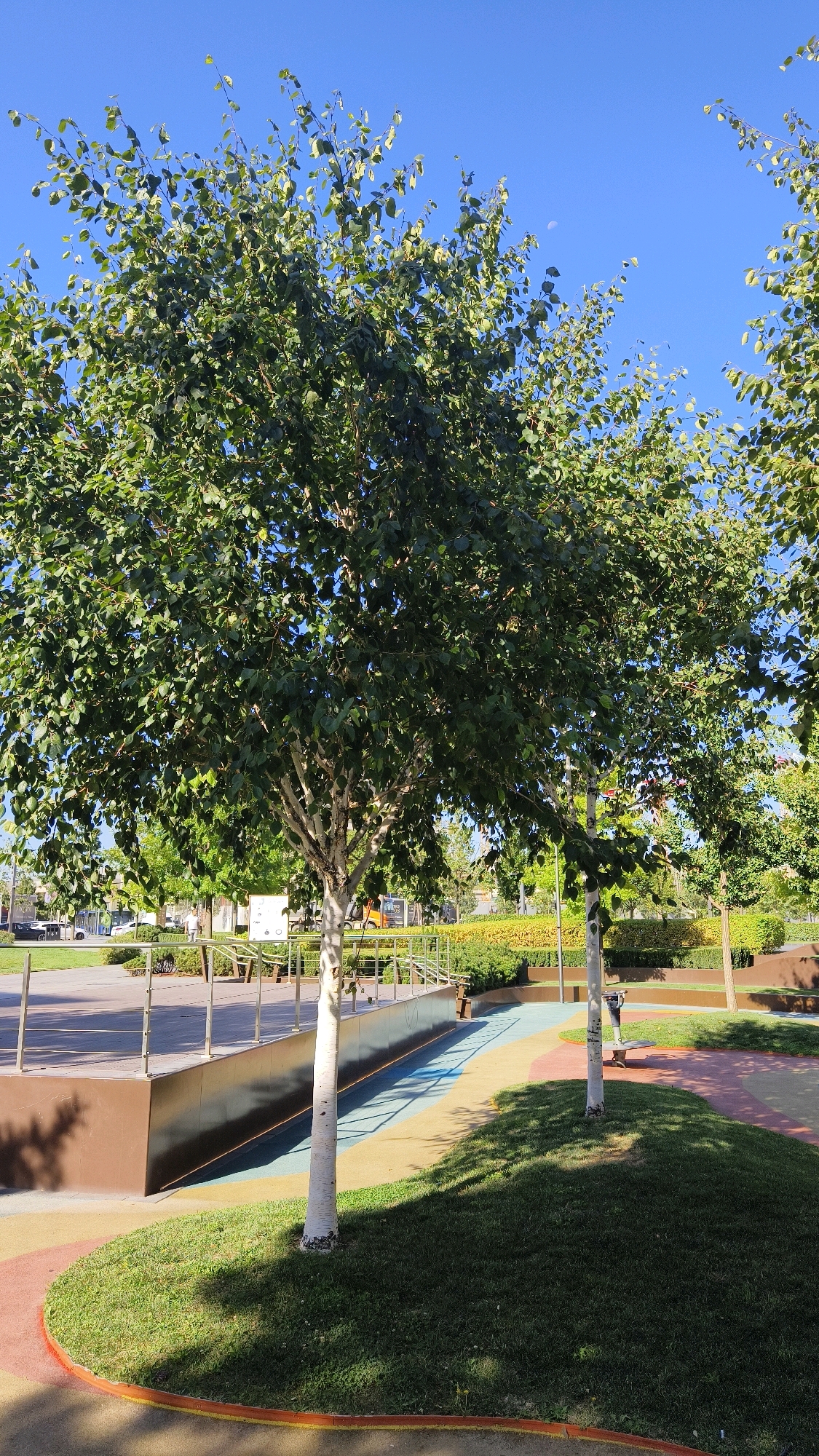 The image depicts an outdoor public space with lush greenery and a clear blue sky. In the foreground, a large tree with a white trunk and green leaves dominates the scene. Adjacent to the tree, a patch of vibrant green grass is visible, bordered by a colorful pathway with red, yellow, and blue sections.
Further in the background, a modern structure with a brown facade and metal railings is present, possibly an elevated platform or stage. Beyond this, a variety of manicured bushes and trees create a layered effect. In the distance, buildings and vehicles are faintly discernible, suggesting an urban setting. A crescent moon is faintly visible in the upper right portion of the sky.
The overall impression is one of a well-maintained and aesthetically pleasing urban park or recreational area. While the image does not specifically identify the location as Belgrade, Serbia, its features are consistent with contemporary urban park design often found in European cities.