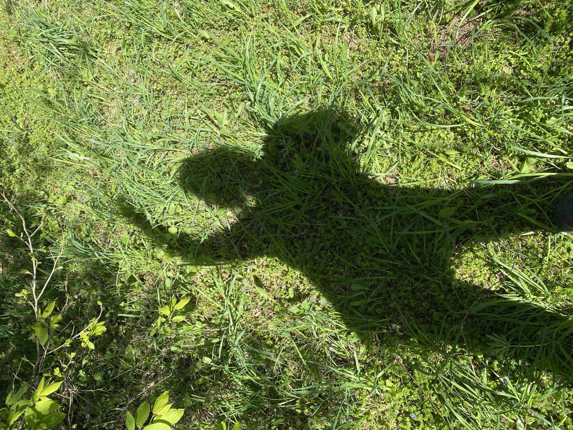 A shadow of a person is cast upon a patch of grass in a natural outdoor setting. The grass consists of mixed species, some longer and blade-like, others shorter and clovery. A small branch with green leaves is present in the lower left corner. A single shoe is visible on the edge of the shadow. The location is likely in Прикамский, Russia.